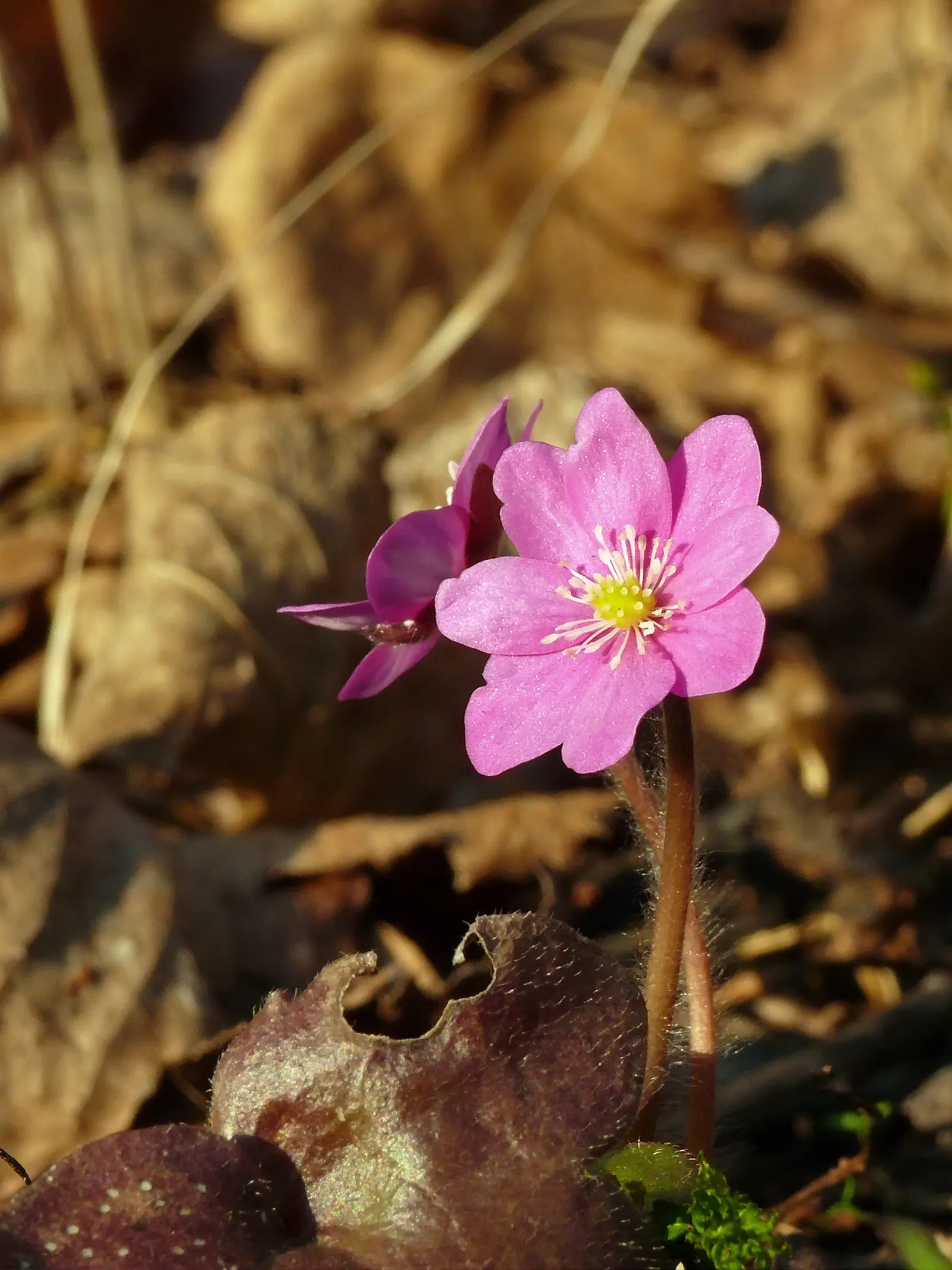 Liverleaf (Hepatica Nobilis) — A low-maintenance groundcover, it adds a splash of color in woodland settings or shaded rock gardens