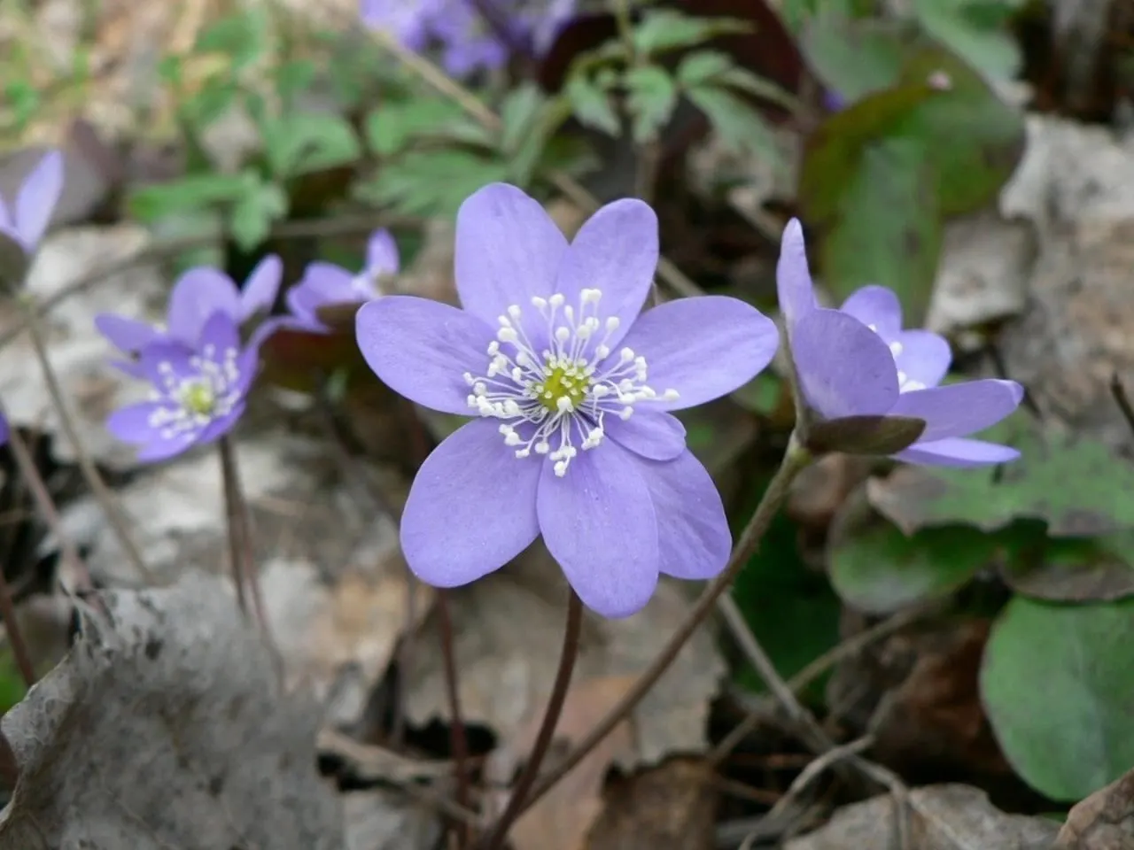 Liverleaf (Hepatica Nobilis) — is a charming herbaceous perennial that offers an early glimpse of spring with its delightful blooms; this, image 118