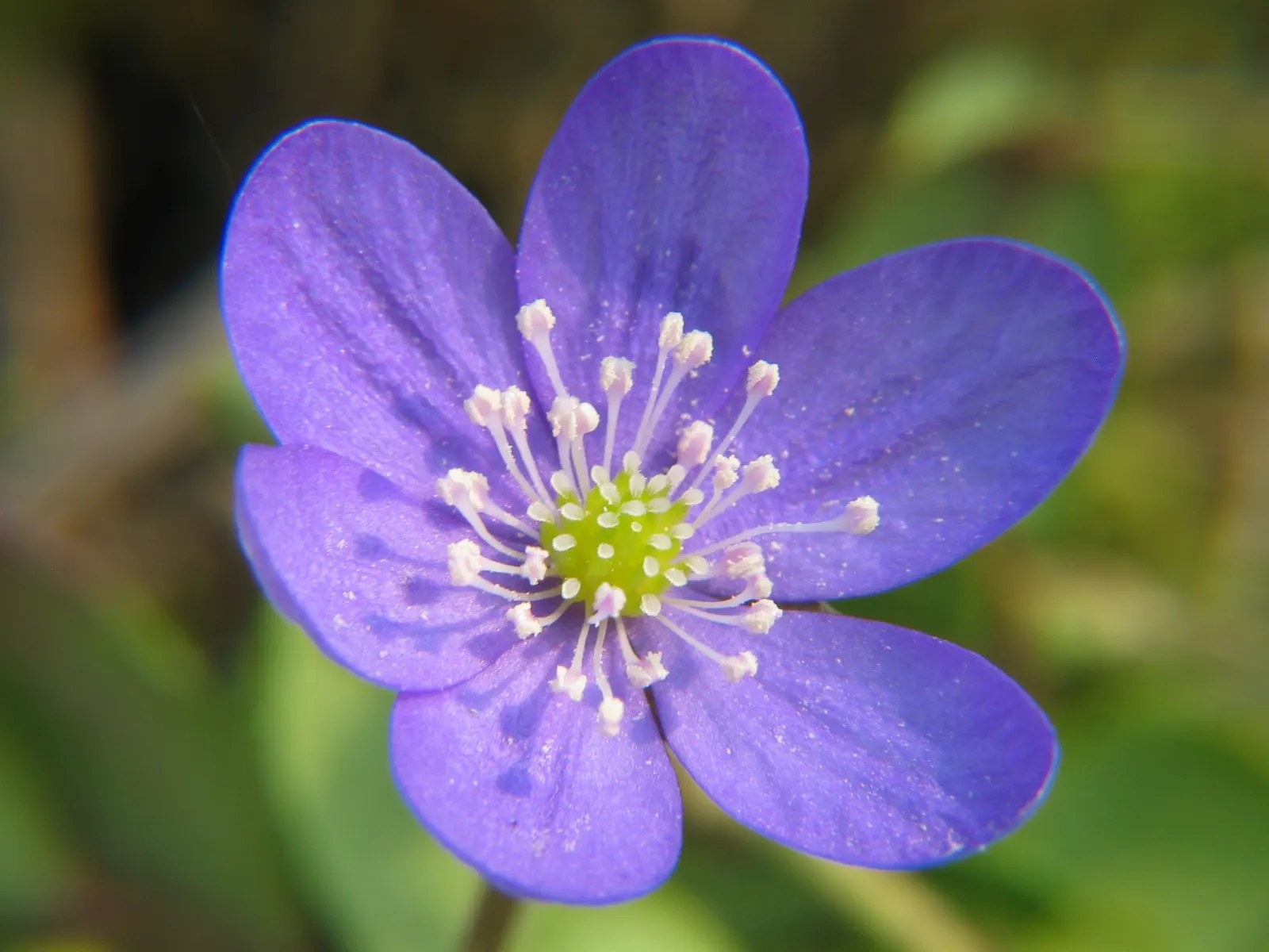 Liverleaf (Hepatica Nobilis) — onlookers will undoubtedly be enchanted by the subtle beauty and grace of the pennywort; which appear in shades of, image 145