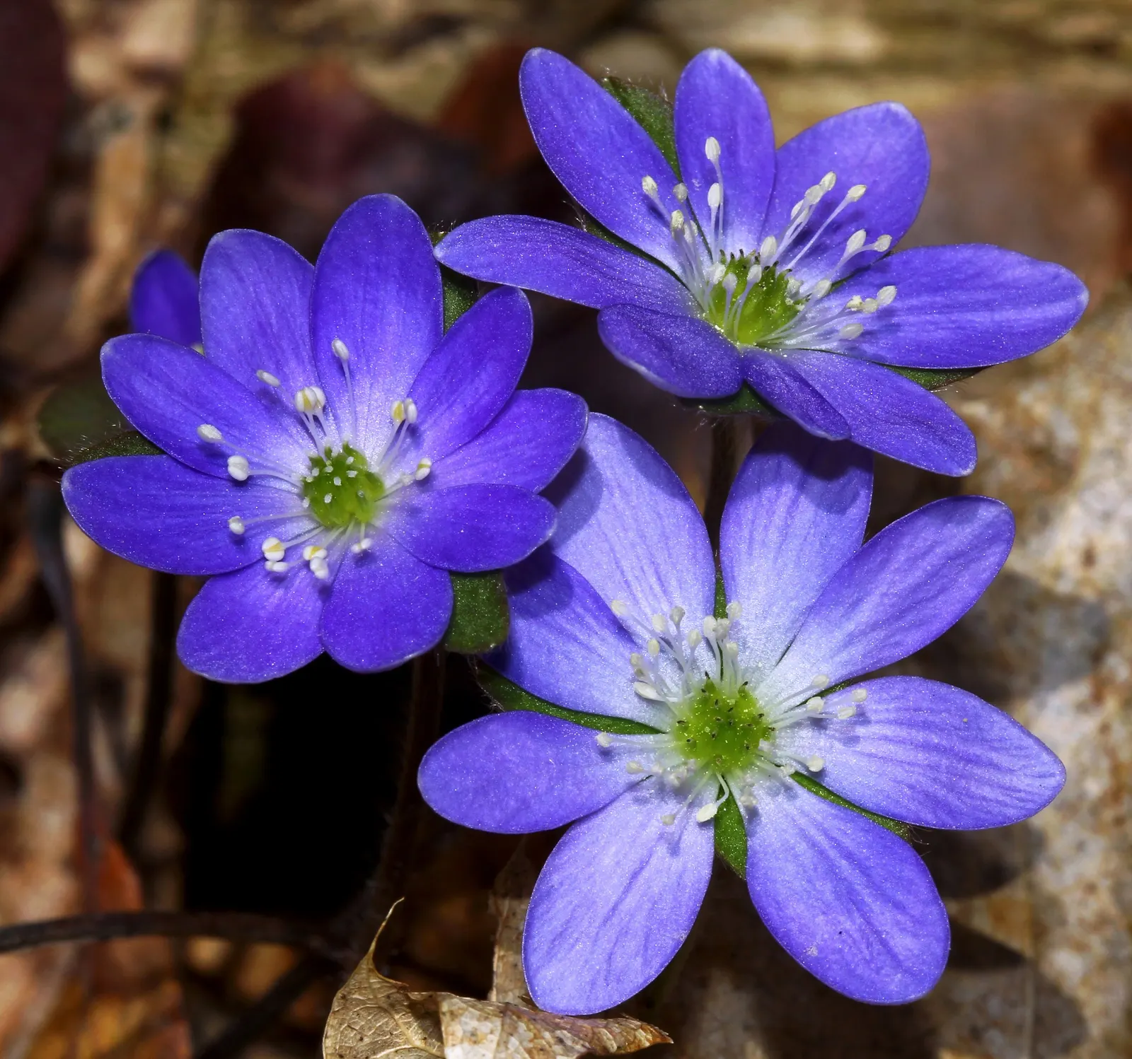 Liverleaf (Hepatica Nobilis) — It is best positioned in partial to full shade; humus-rich soils with a slight acidity to neutrality (pH 6.0 to 7.0)