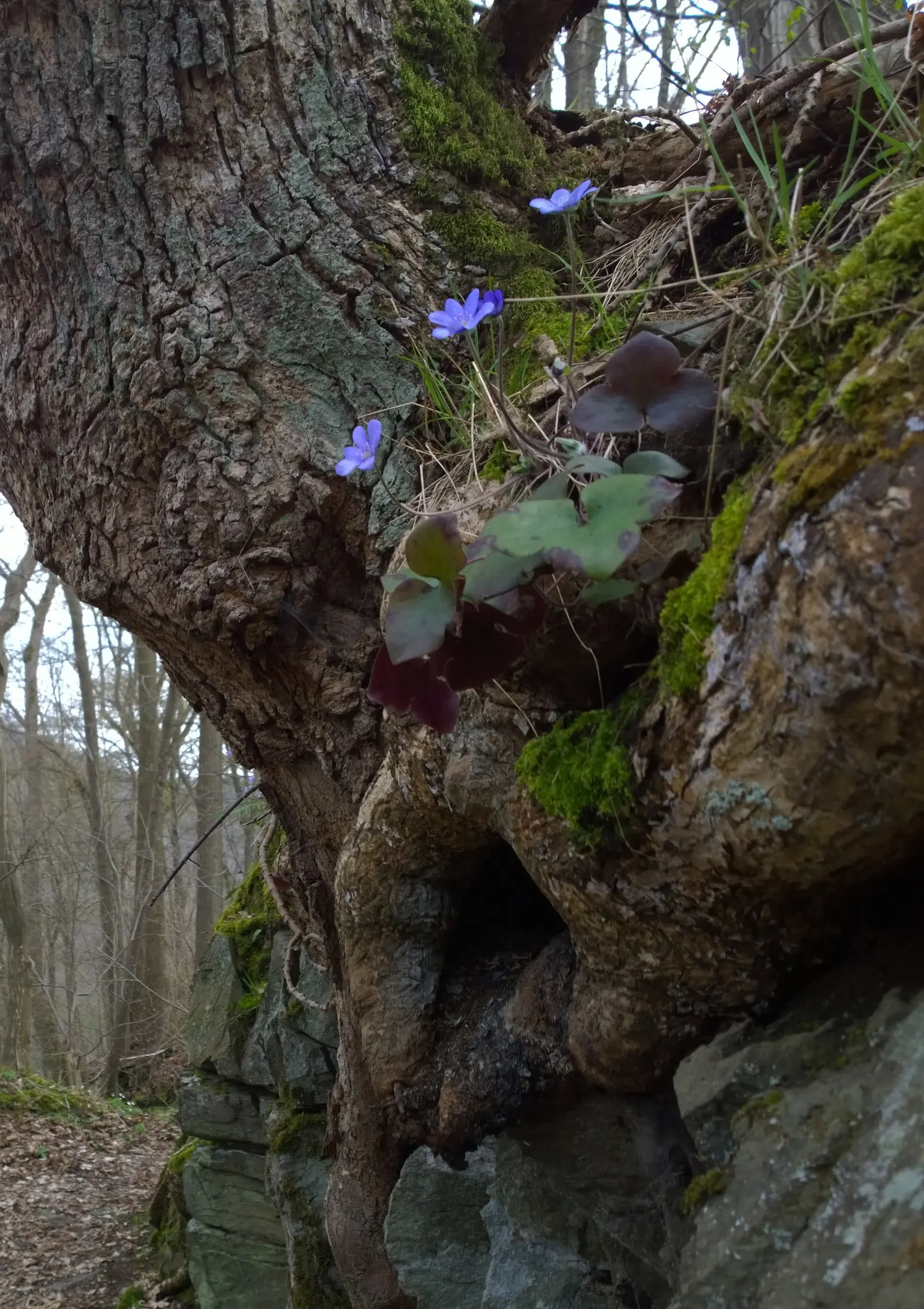 Liverleaf (Hepatica Nobilis) — each possessing between 6 to 10 petal-like sepals; is a charming herbaceous perennial that offers an early glimpse, image 197