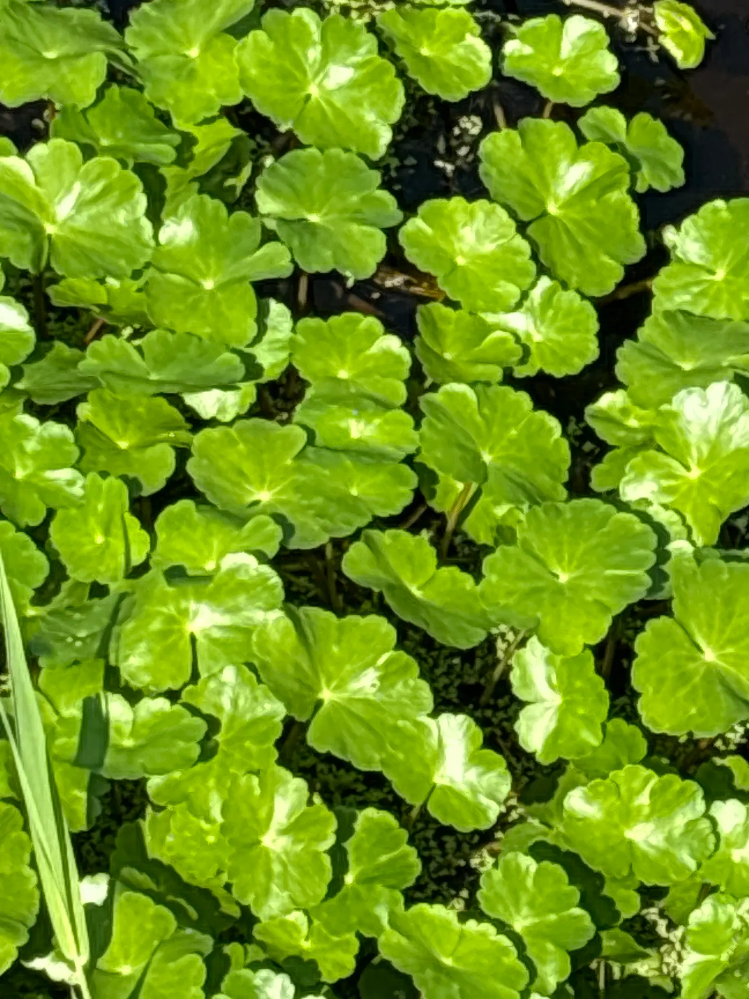 Liverleaf (Hepatica Nobilis) — commonly referred to as Pennywort or Liverwort; this petite perennial reaches about 4 to 6 inches in height, image 117
