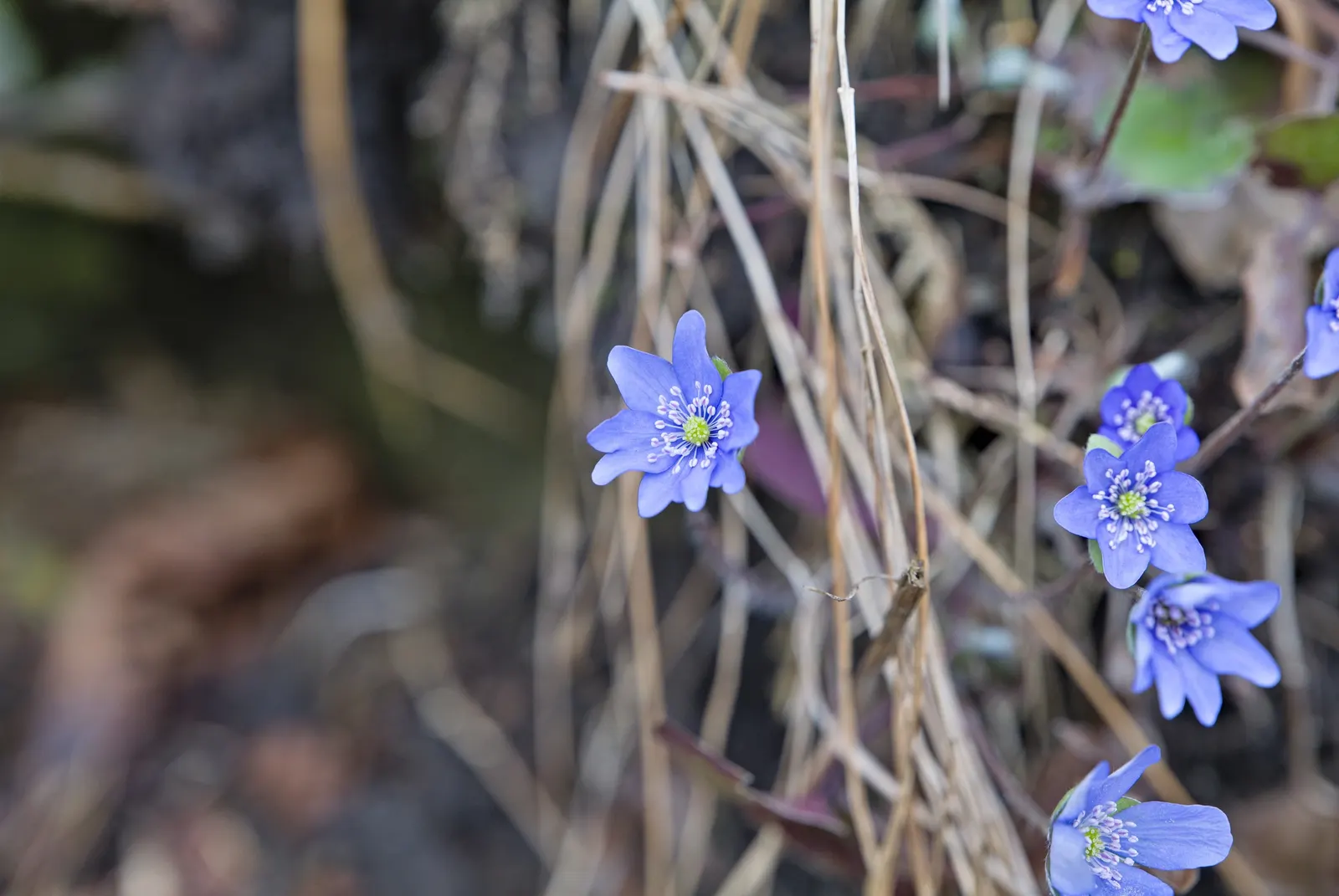 Liverleaf (Hepatica Nobilis) — attracting pollinators to the garden and fostering biodiversity; ground cover / perennial with blue blooms, image 143