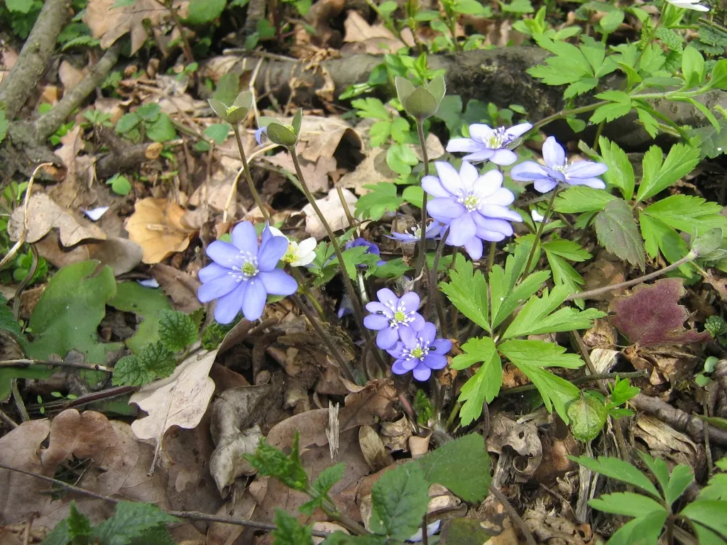 Liverleaf (Hepatica Nobilis) — Thriving in partial to full shade, it demands well-draining soil rich in organic matter; it is best positioned in, image 78