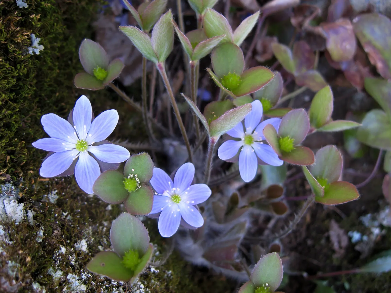 Liverleaf (Hepatica Nobilis) — which is the origin of its name; blue flowers in the garden