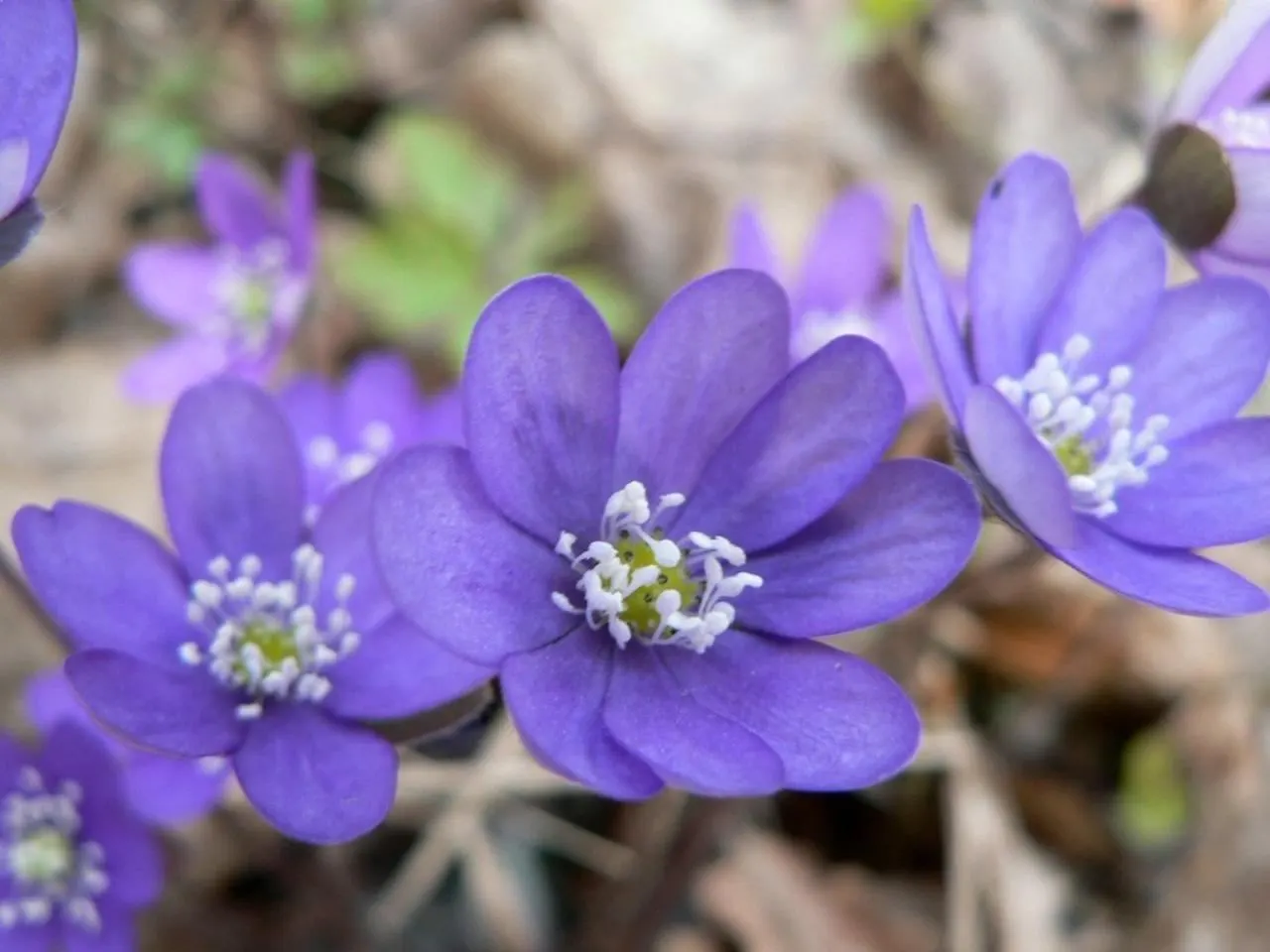 Liverleaf (Hepatica Nobilis) — the Hepatica nobilis offers a ground layer that is both aesthetically pleasing and low maintenance; resembling the, image 140