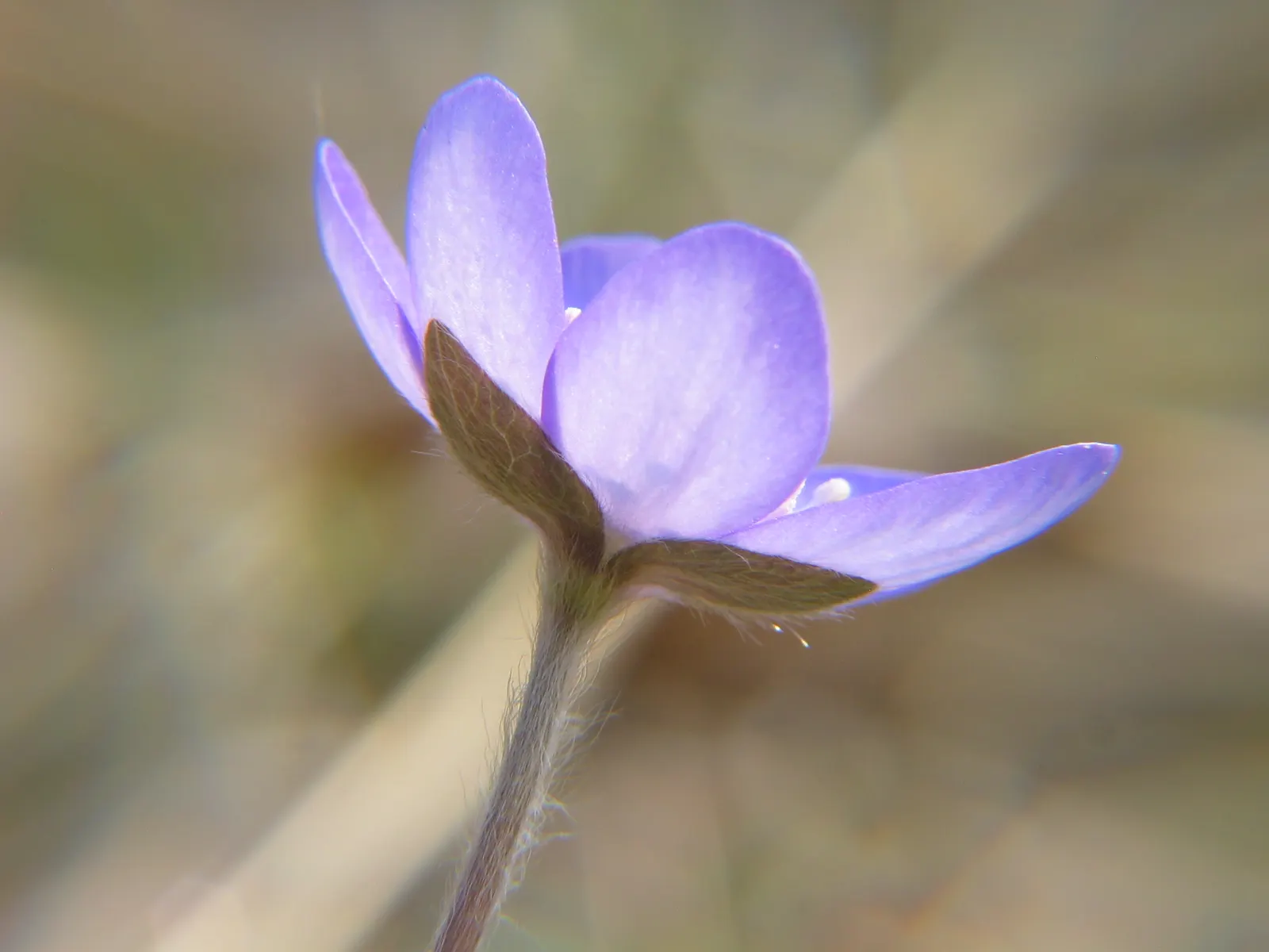 Liverleaf (Hepatica Nobilis) — making it ideal for shaded borders; pennywort, or Hepatica nobilis, is an enchanting early-spring bloomer, image 101