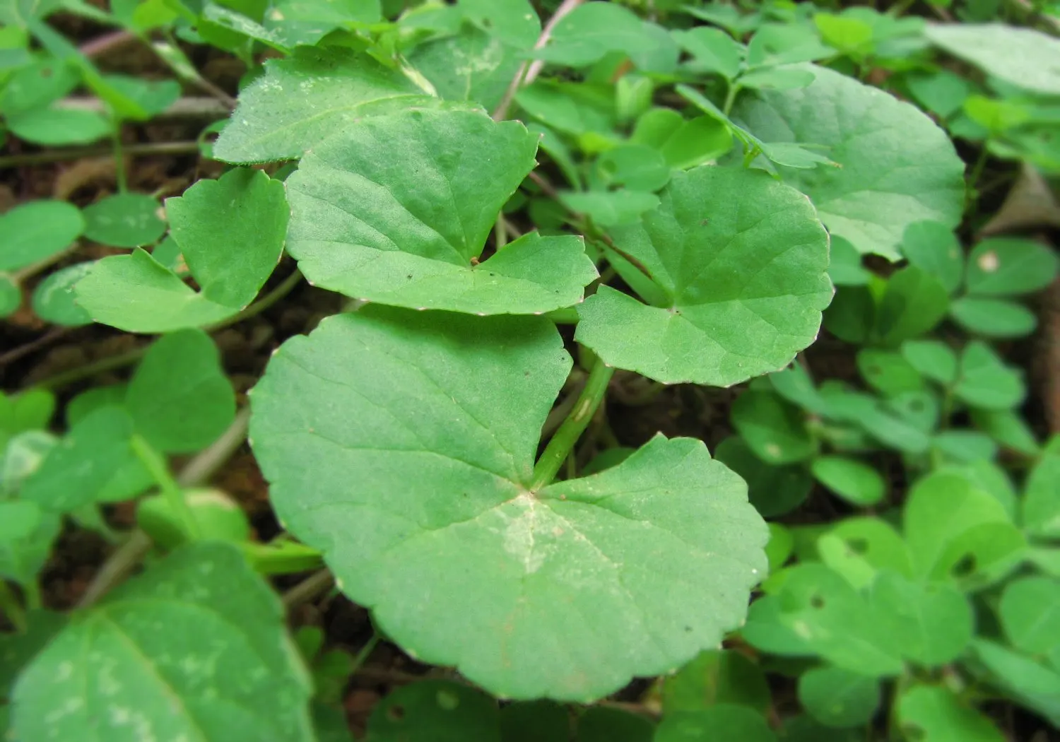 Liverleaf (Hepatica Nobilis) — which appear in shades of blue; or white.<br><br>The leaves of Hepatica nobilis are uniquely shaped, image 198