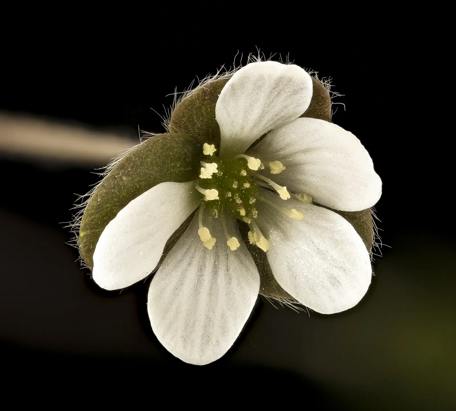 Liverleaf (Hepatica Nobilis) — the Hepatica nobilis offers a ground layer that is both aesthetically pleasing and low maintenance; resembling the, image 177