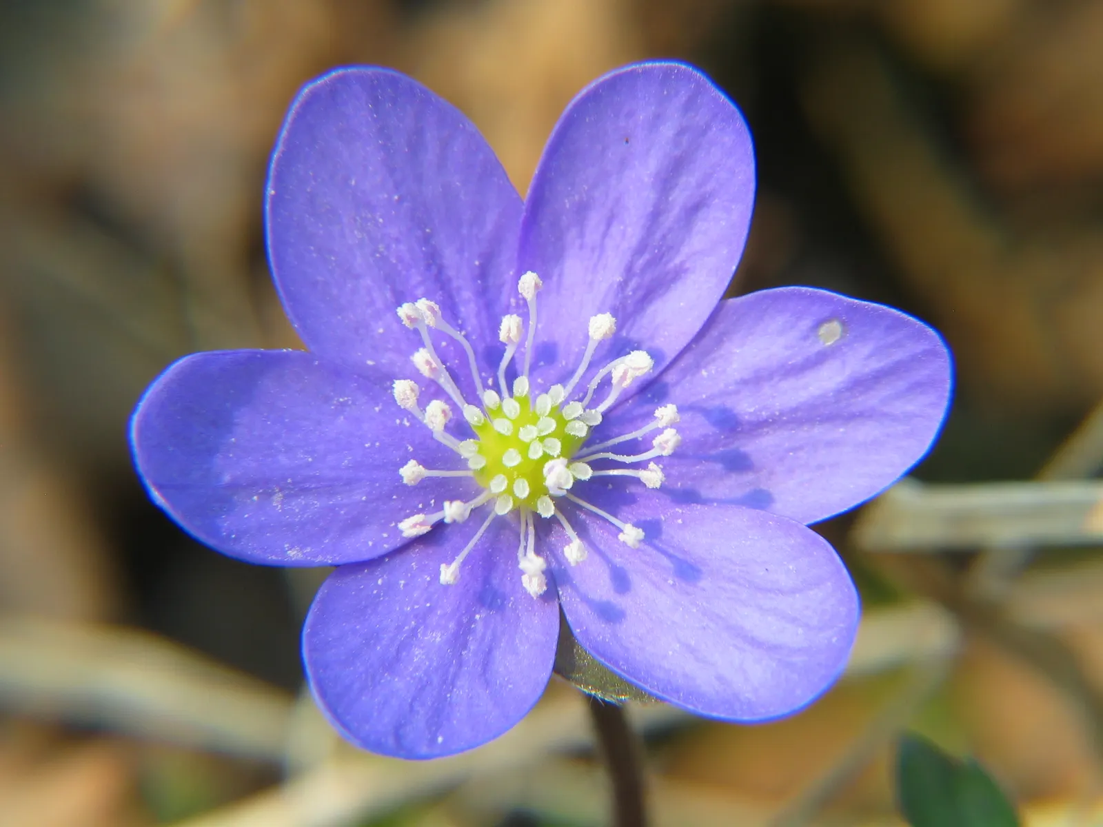 Liverleaf (Hepatica Nobilis) — the pennywort captivates onlookers with its strikingly delicate flowers; ground cover / perennial for shade, image 85