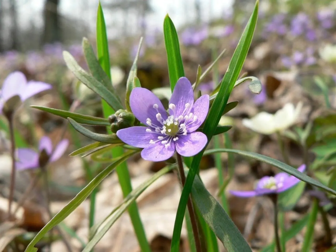 Liverleaf (Hepatica Nobilis) — each adorned by three lobed; exhibit a leathery texture