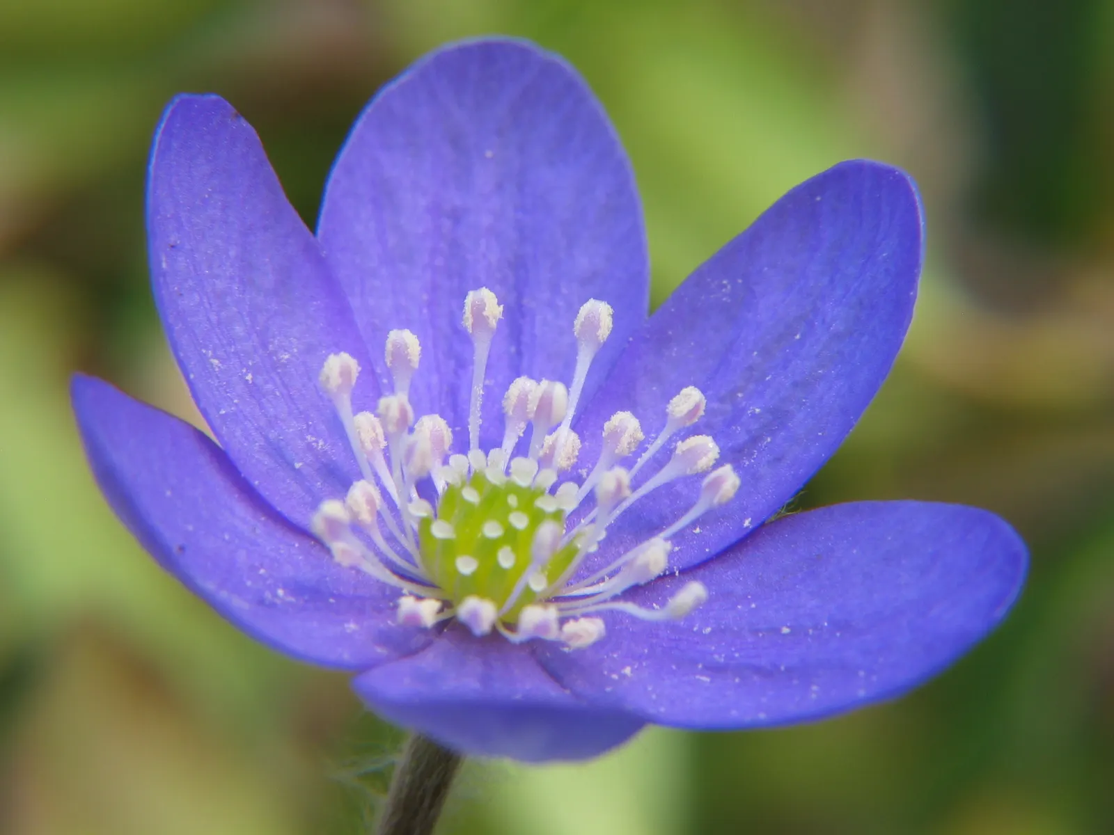 Liverleaf (Hepatica Nobilis) — requiring minimal care once established; bronze-purple hue during the spring before maturing to a rich green.<br><br>Hardy in