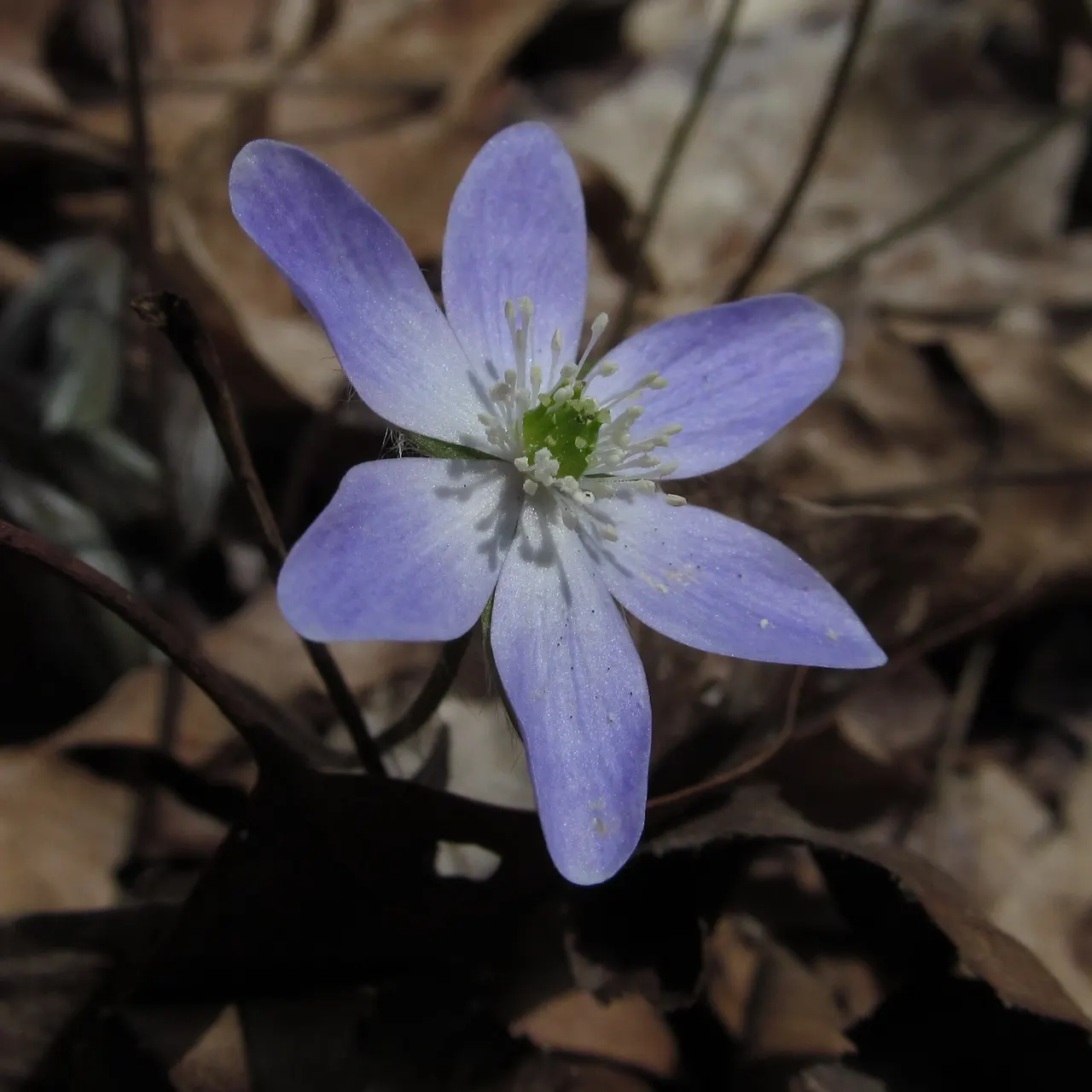 Liverleaf (Hepatica Nobilis) — With this captivating gem in the garden; commonly referred to as Pennywort or Liverwort
