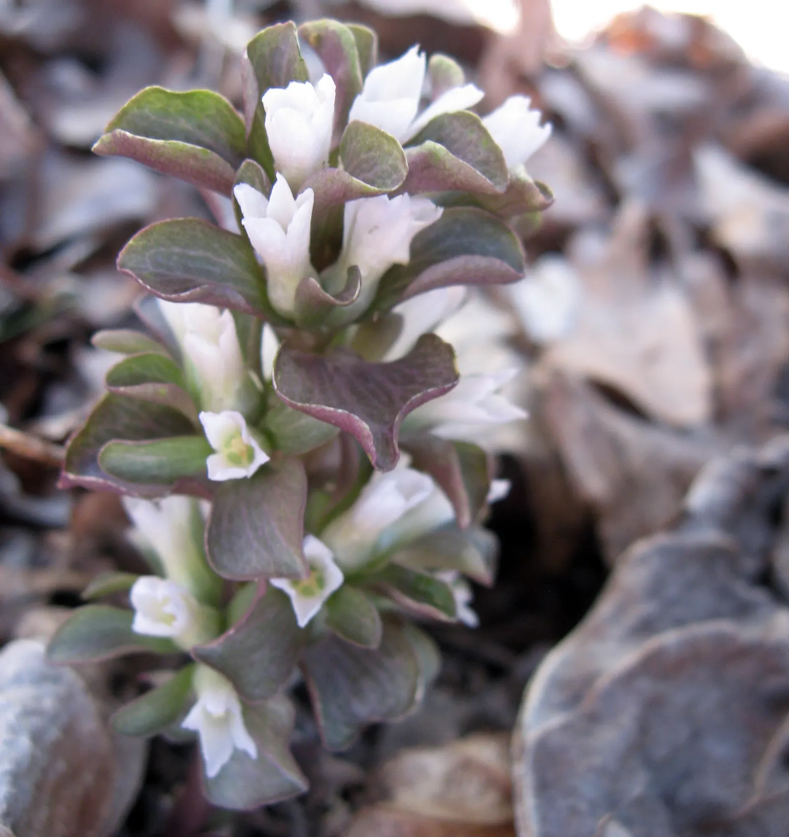 Liverleaf (Hepatica Nobilis) — which replicates its natural woodland habitat; its early flowering fills the gaps before other perennials awake, image 100