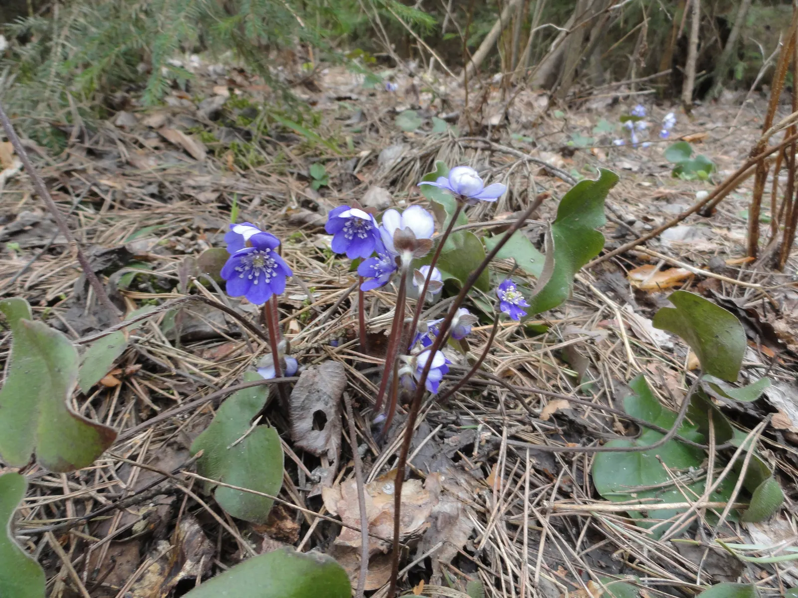 Liverleaf (Hepatica Nobilis) — which appear in shades of blue