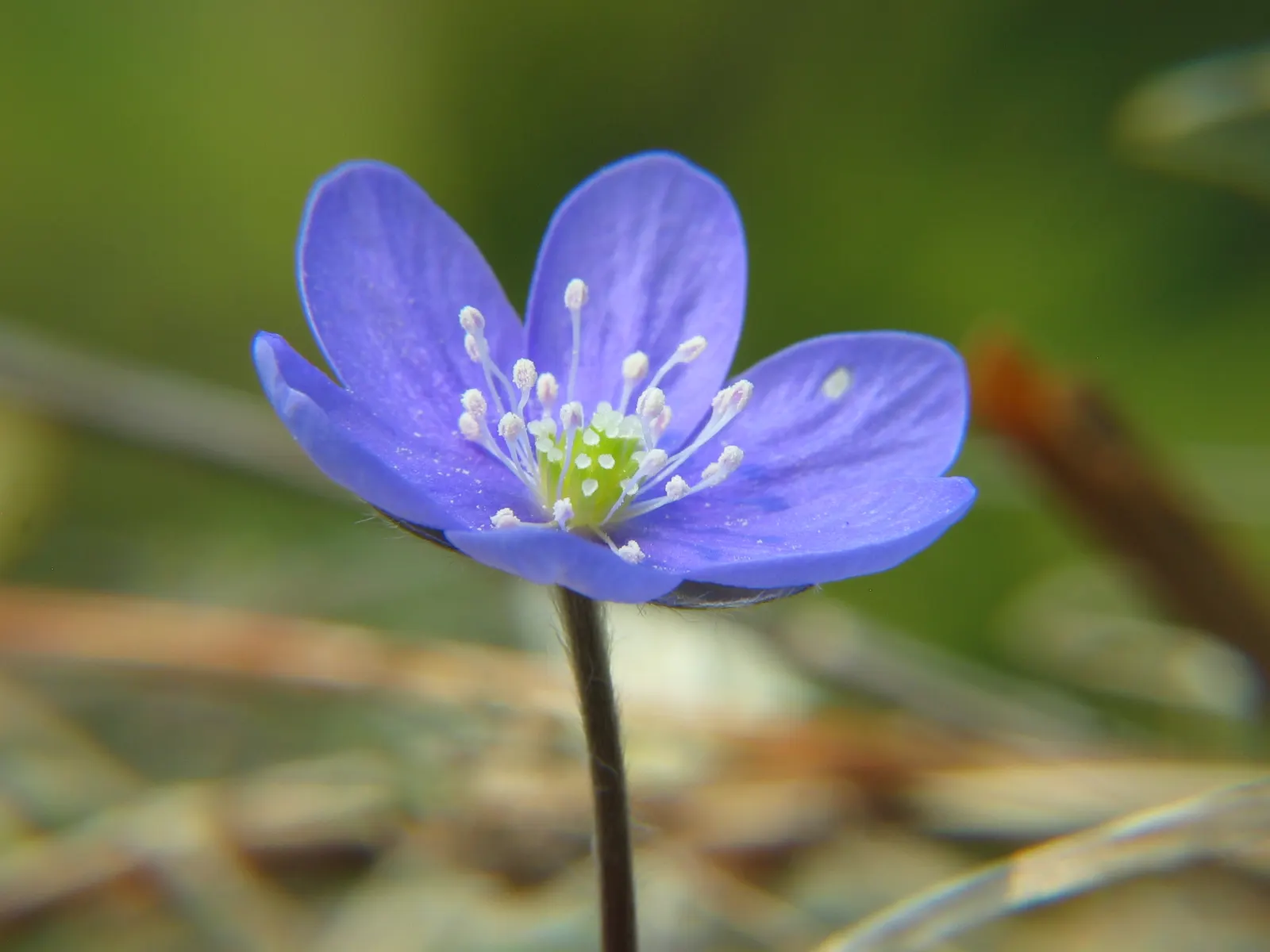 Liverleaf (Hepatica Nobilis) — attracting pollinators to the garden and fostering biodiversity