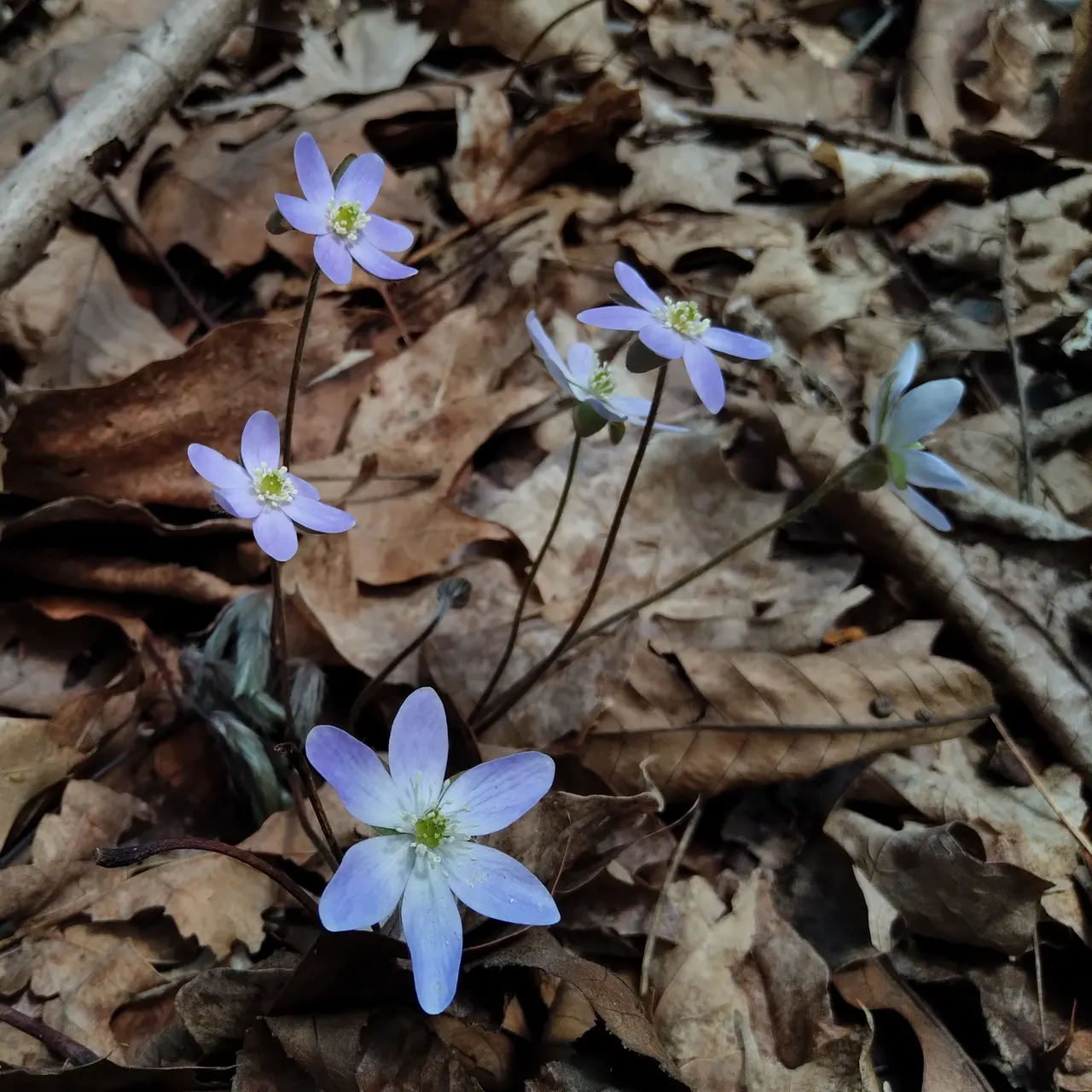 Liverleaf (Hepatica Nobilis) — exhibit a leathery texture; each possessing between 6 to 10 petal-like sepals, image 166