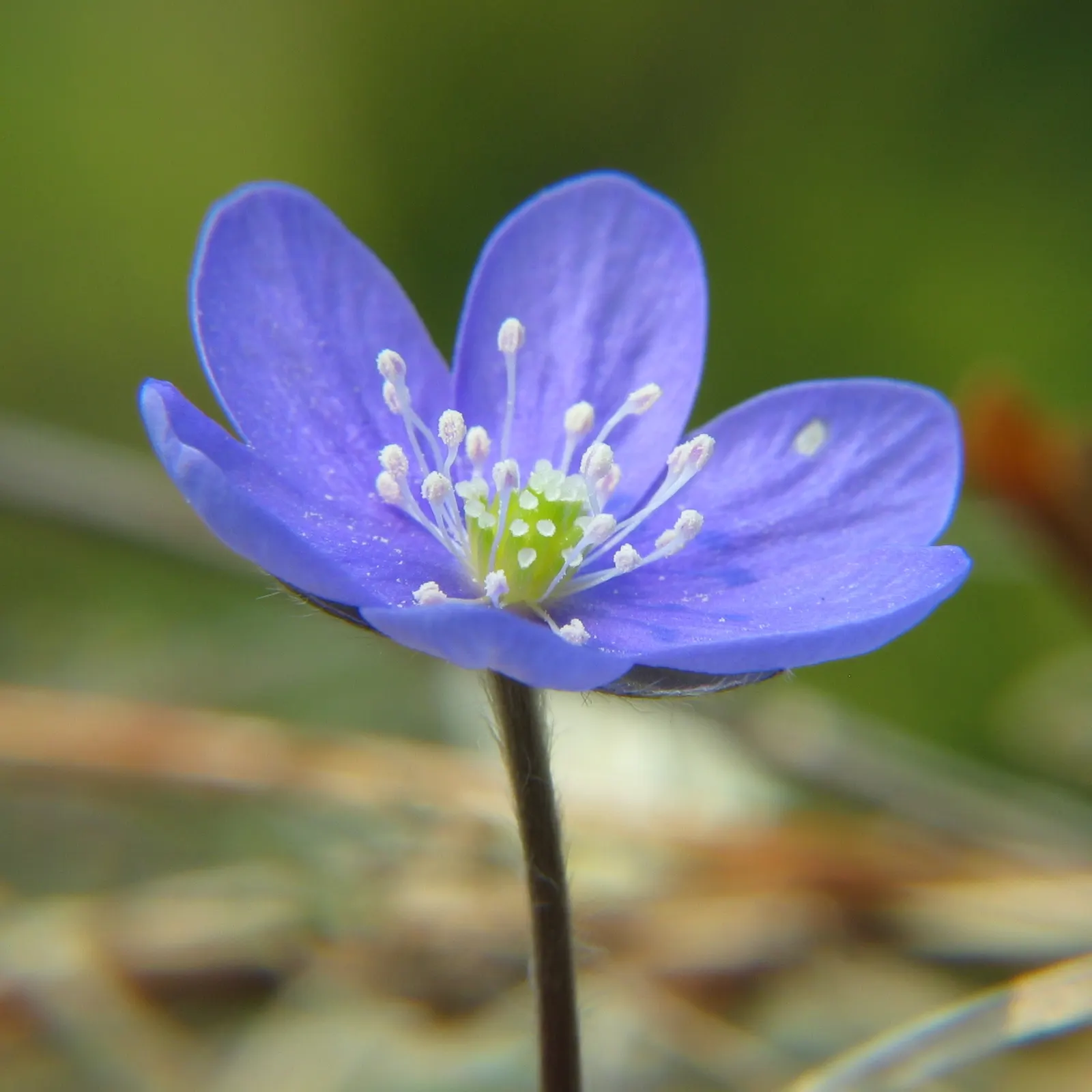 Liverleaf (Hepatica Nobilis) — It is best positioned in partial to full shade; humus-rich soils with a slight acidity to neutrality (pH 6.0 to 7.0), image 173