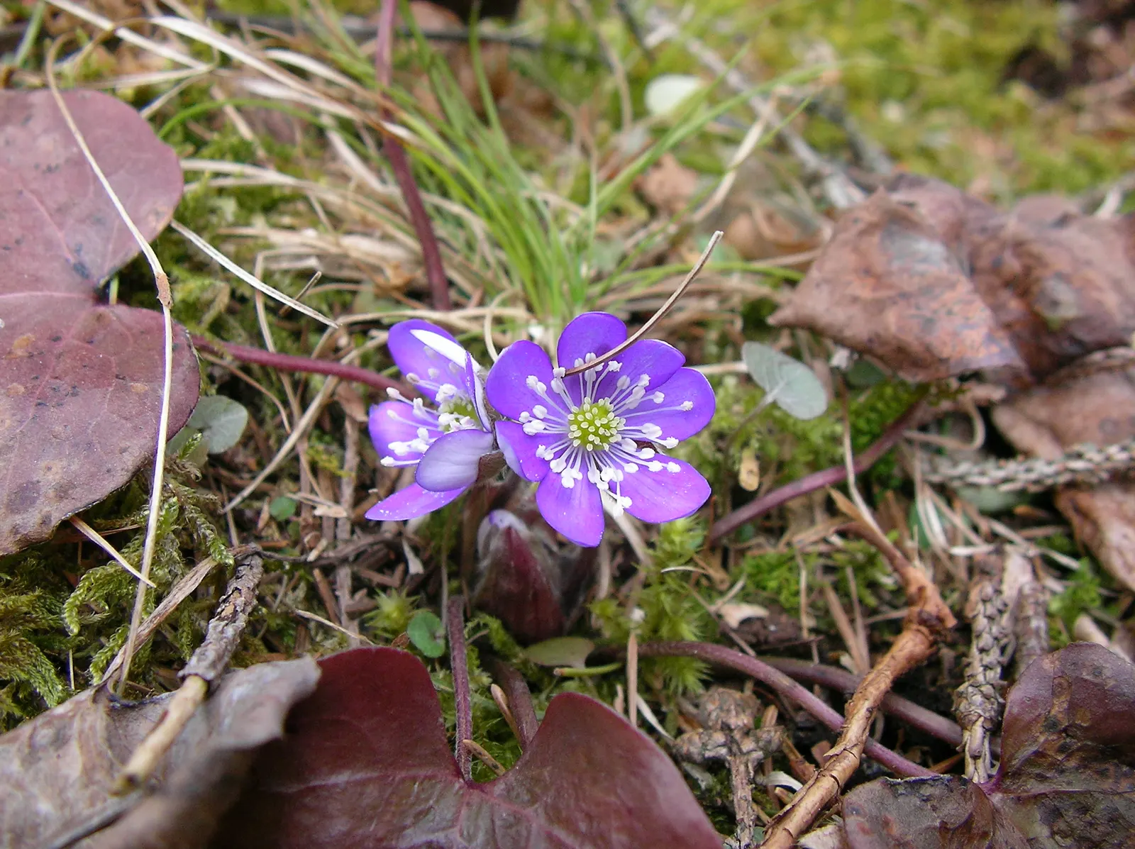 Liverleaf (Hepatica Nobilis) — with a similar spread of 6 to 9 inches; requiring minimal care once established