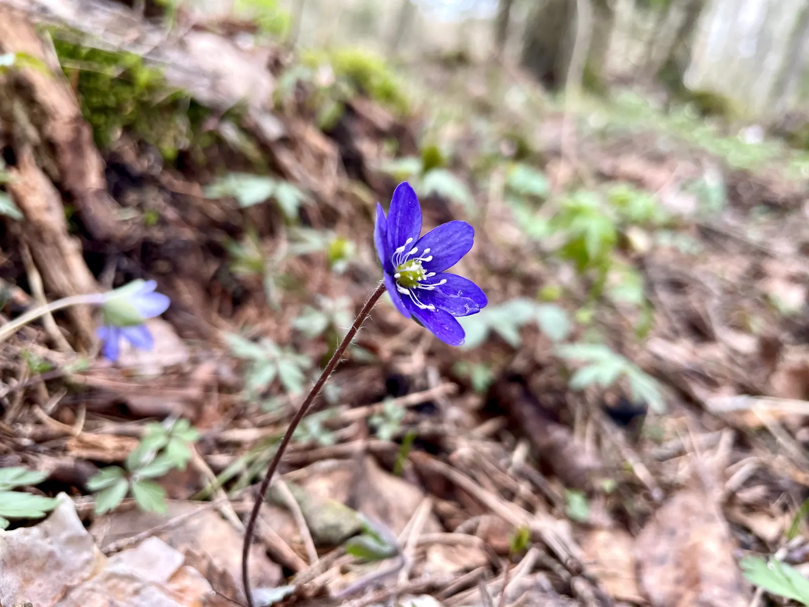 Liverleaf (Hepatica Nobilis) — each adorned by three lobed; exhibit a leathery texture, image 77
