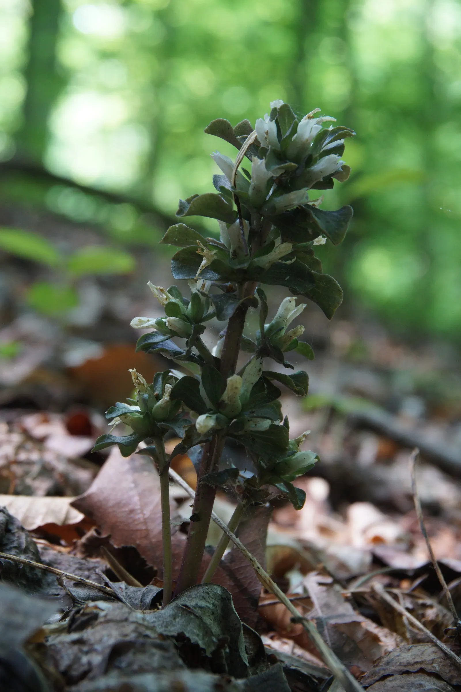 Liverleaf (Hepatica Nobilis) — or white.<br><br>The leaves of Hepatica nobilis are uniquely shaped