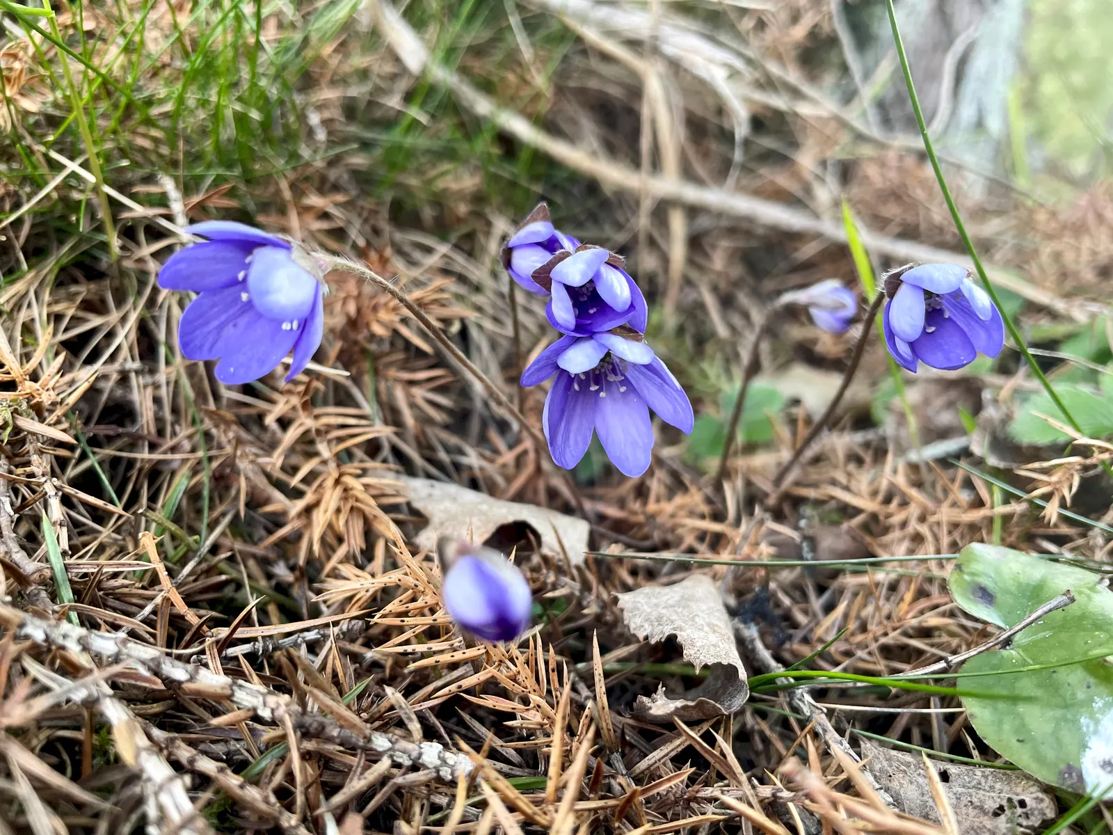 Liverleaf (Hepatica Nobilis) — is a charming herbaceous perennial that offers an early glimpse of spring with its delightful blooms; this, image 192
