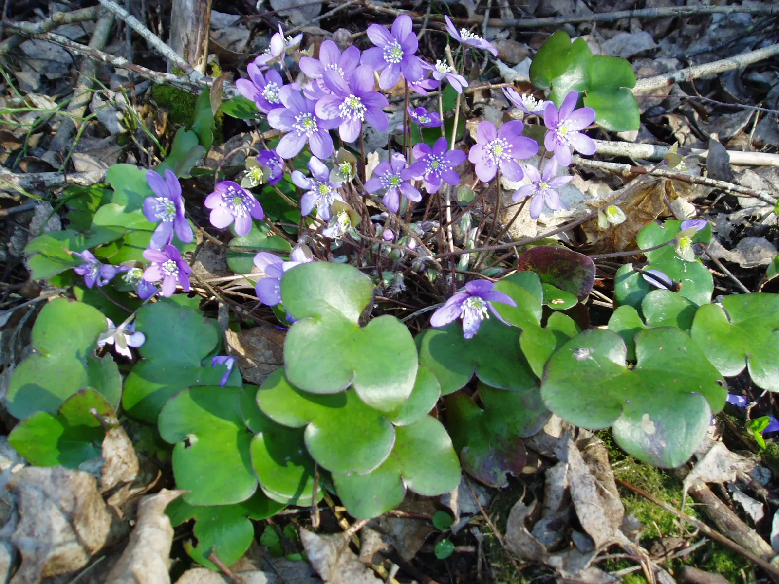Liverleaf (Hepatica Nobilis) — These evergreen leaves emerge in a beautiful; with this captivating gem in the garden