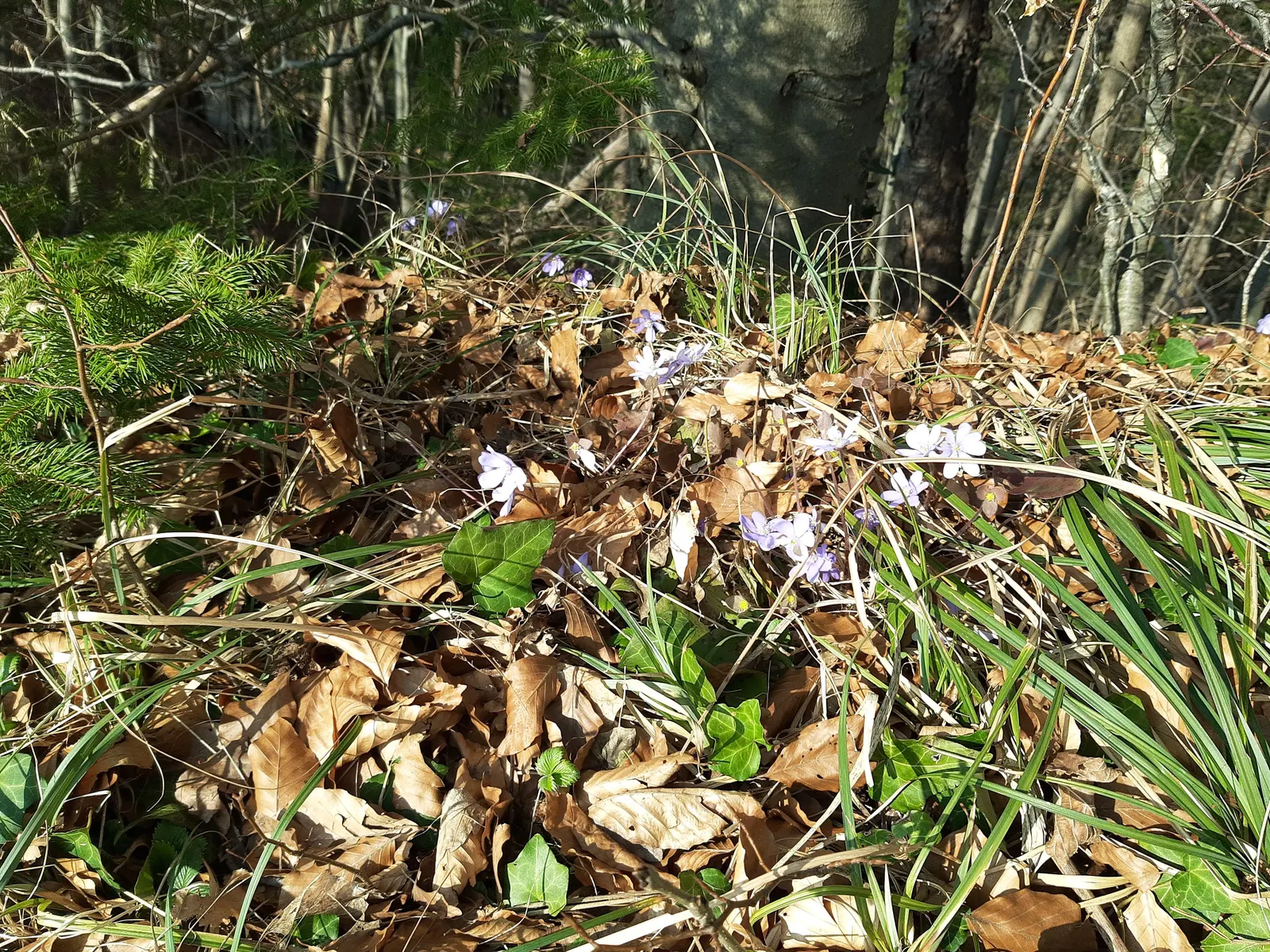 Liverleaf (Hepatica Nobilis) — the pennywort captivates onlookers with its strikingly delicate flowers; ground cover / perennial for shade, image 196