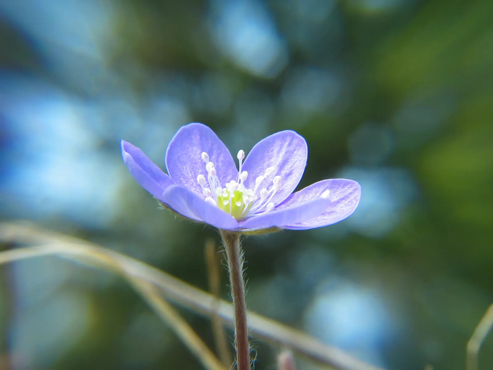 Liverleaf (Hepatica Nobilis) — resembling the lobes of a liver