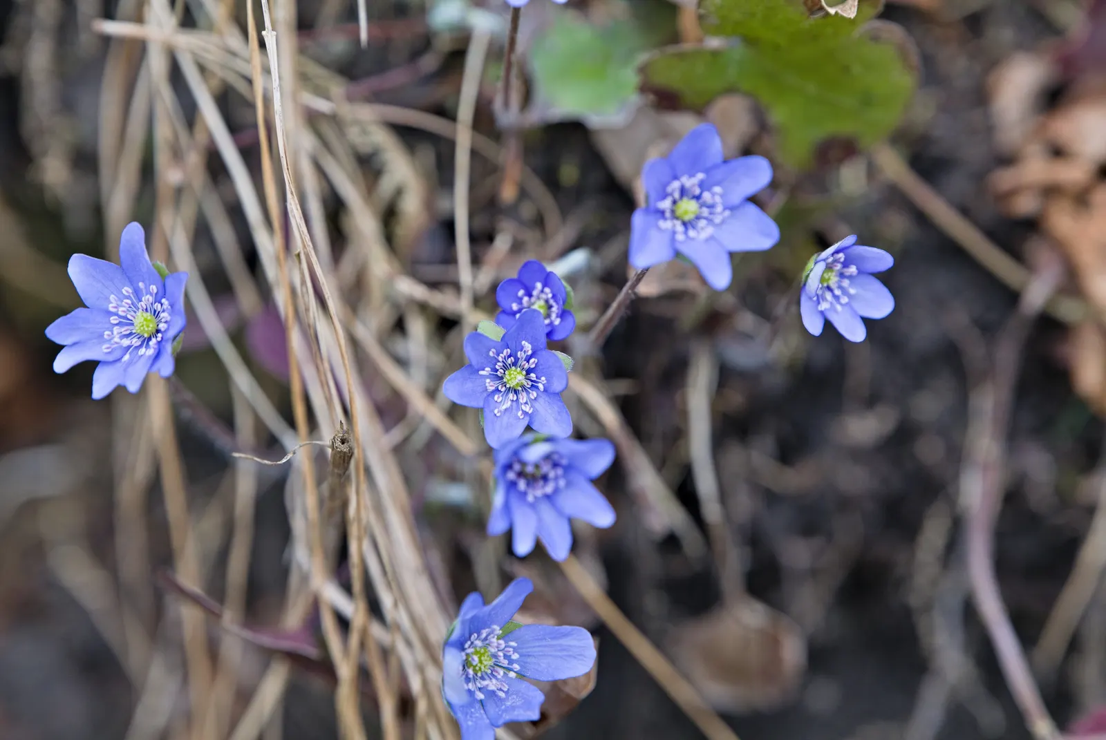 Liverleaf (Hepatica Nobilis) — humus-rich soils with a slight acidity to neutrality (pH 6.0 to 7.0); they measure about 2 to 3 inches across, image 98