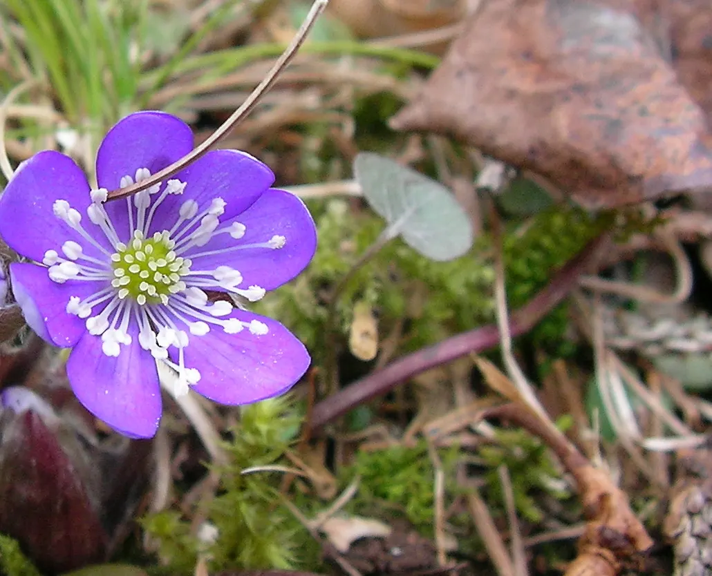Liverleaf (Hepatica Nobilis) — providing year-round interest; which replicates its natural woodland habitat, image 168