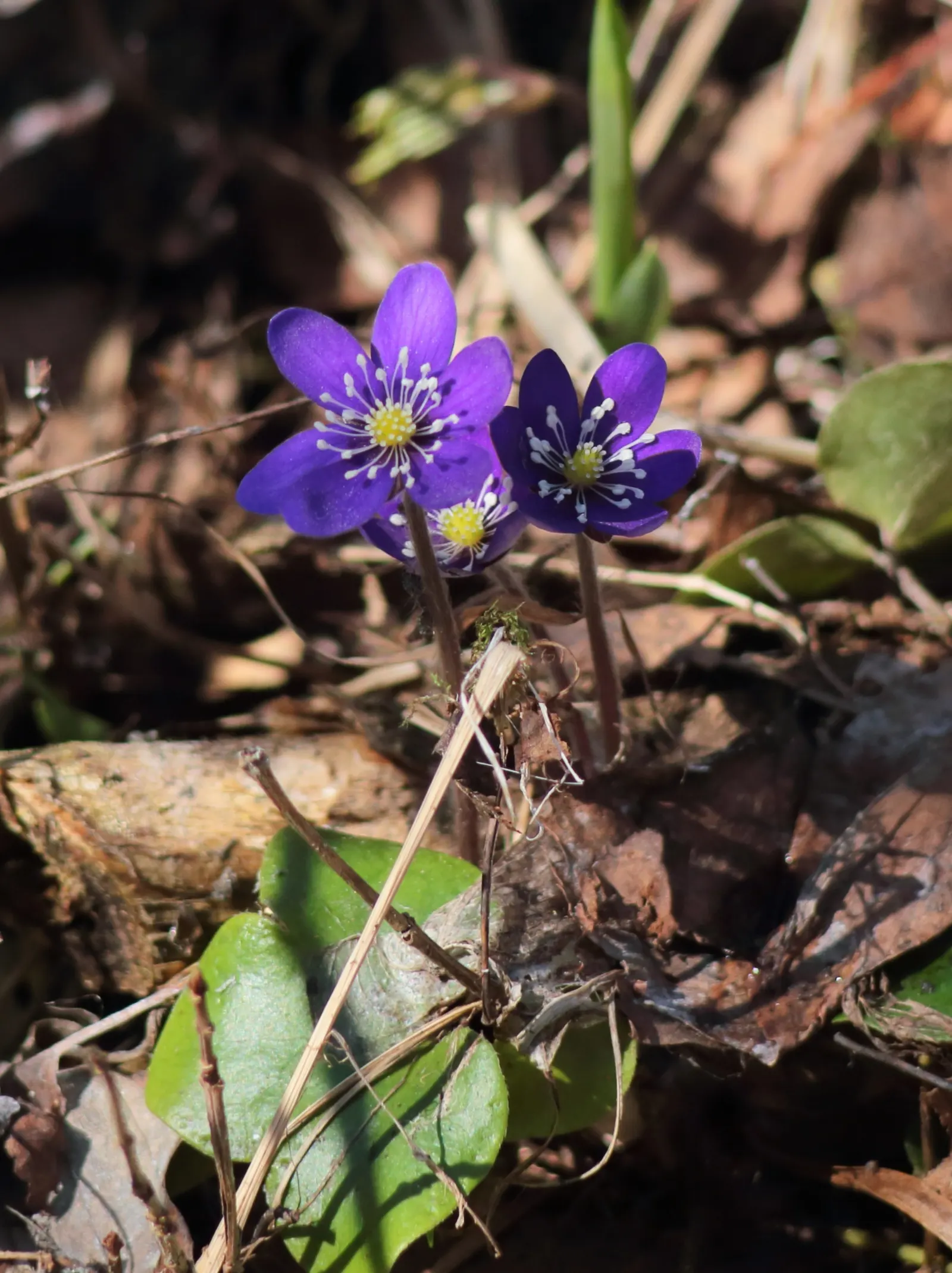 Liverleaf (Hepatica Nobilis) — ground cover / perennial for shade