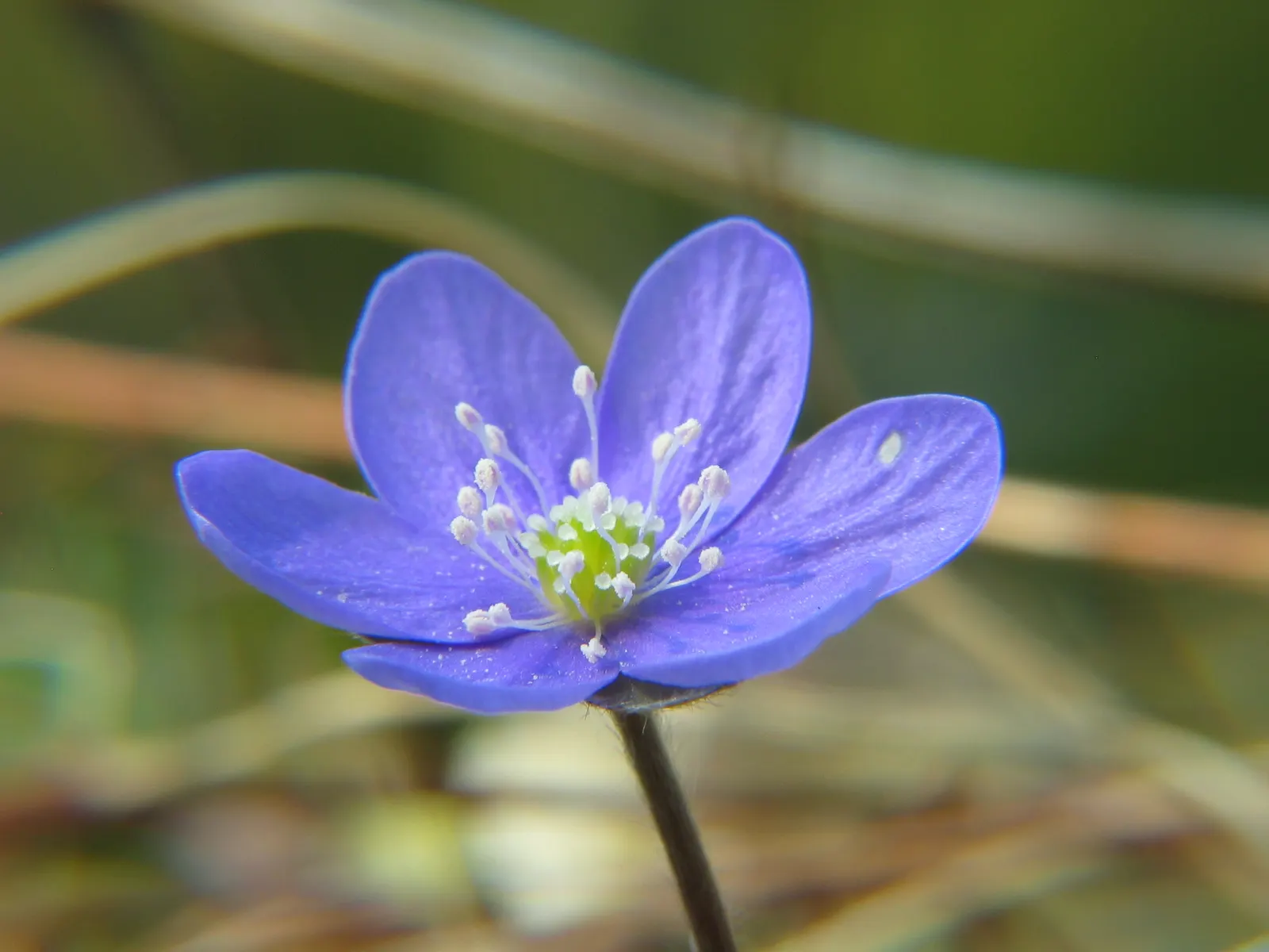 Liverleaf (Hepatica Nobilis) — Thriving in partial to full shade, it demands well-draining soil rich in organic matter