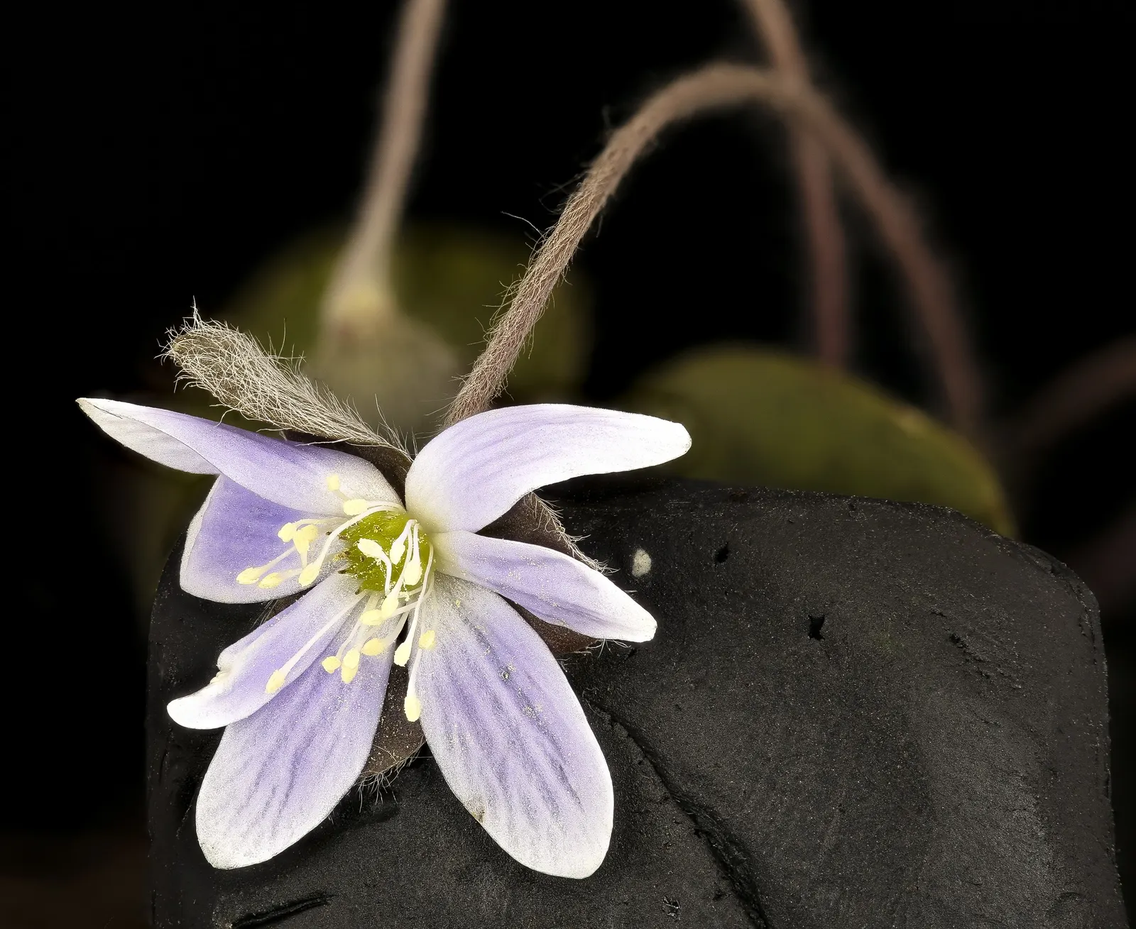Liverleaf (Hepatica Nobilis) — These evergreen leaves emerge in a beautiful; with this captivating gem in the garden, image 132