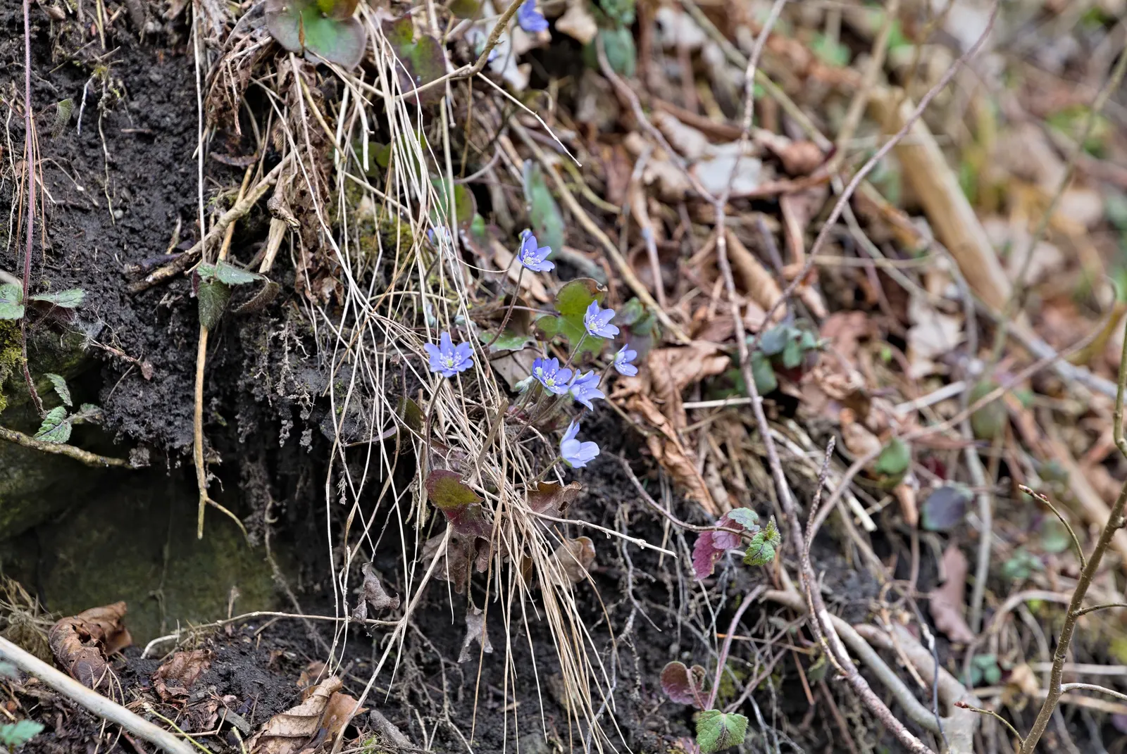 Liverleaf (Hepatica Nobilis) — Pennywort, or Hepatica nobilis, is an enchanting early-spring bloomer; thriving in partial to full shade, it demands, image 112