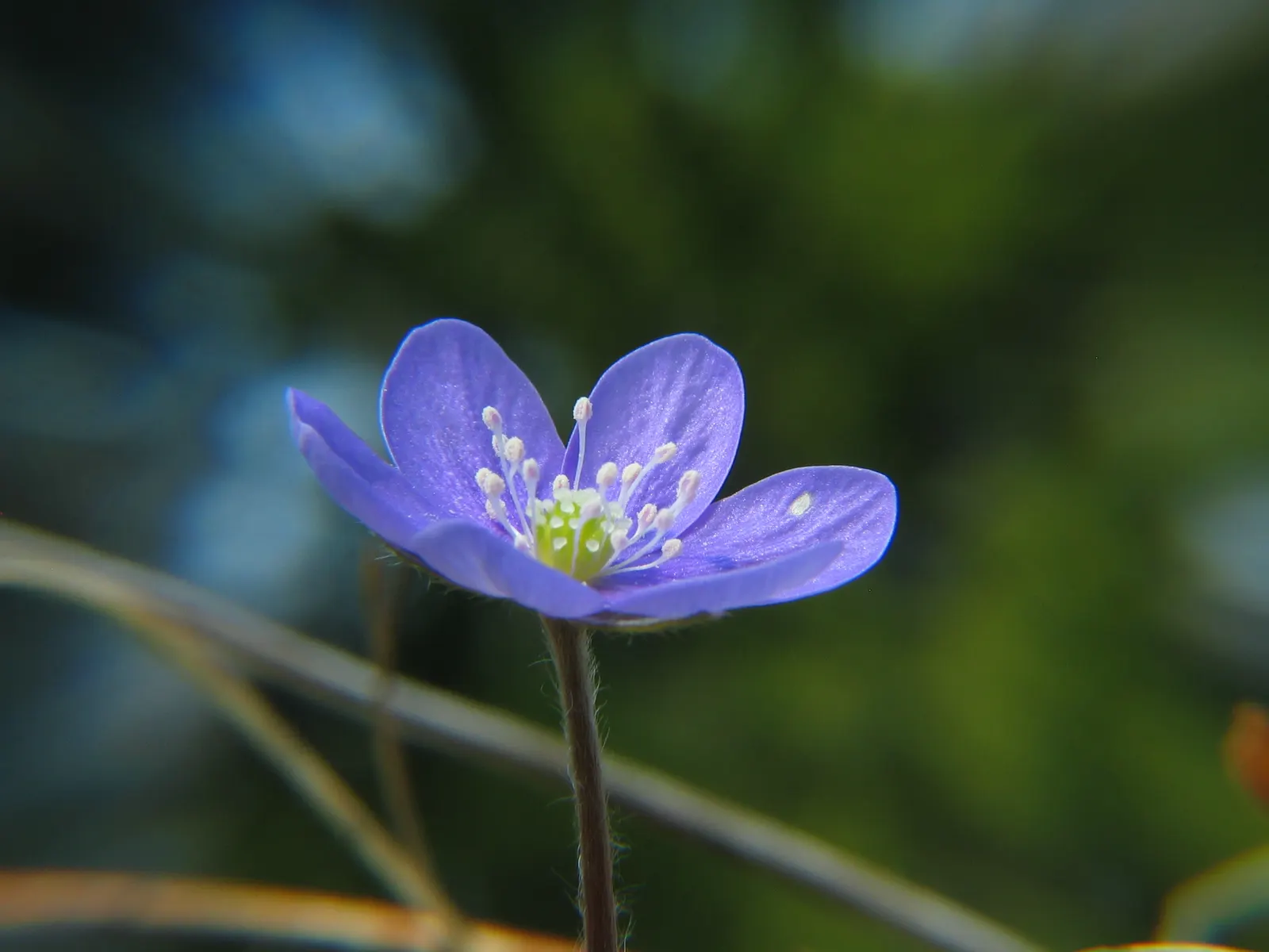 Liverleaf (Hepatica Nobilis) — resembling the lobes of a liver; or underplanting deciduous trees.<br><br>For the landscape client, image 126