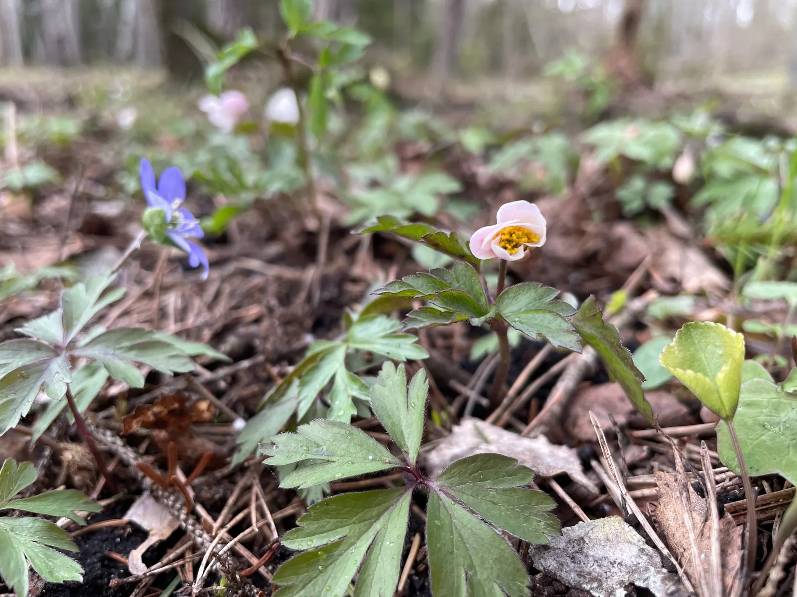 Liverleaf (Hepatica Nobilis) — making it ideal for shaded borders