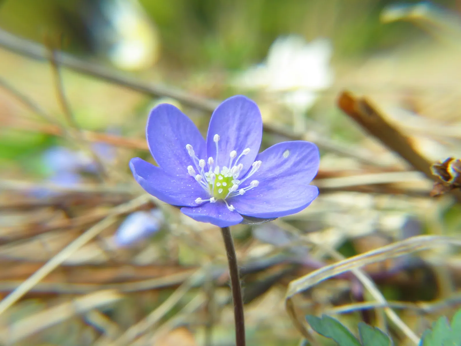 Liverleaf (Hepatica Nobilis) — with a similar spread of 6 to 9 inches; requiring minimal care once established, image 158