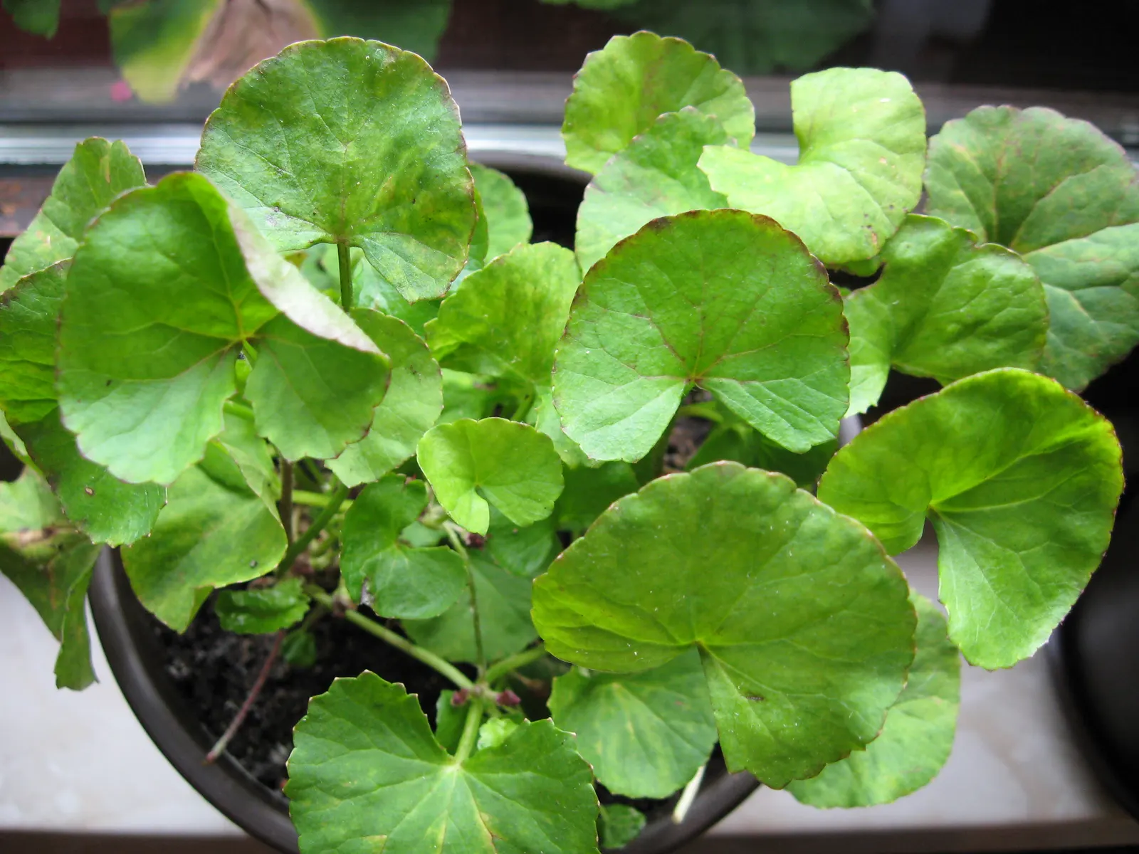 Liverleaf (Hepatica Nobilis) — or underplanting deciduous trees.<br><br>For the landscape client; belonging to the buttercup family, image 139