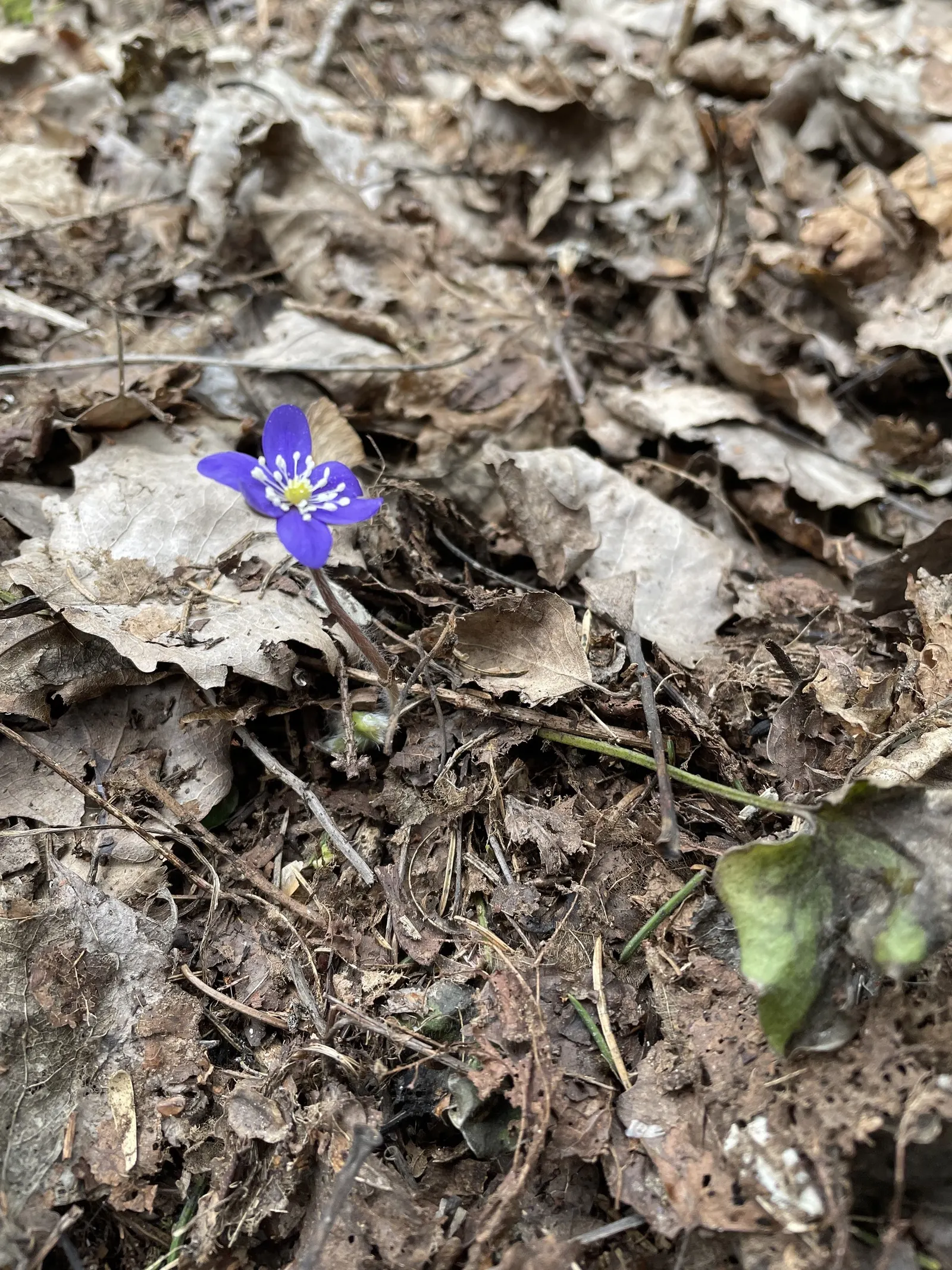 Liverleaf (Hepatica Nobilis) — Thriving in partial to full shade, it demands well-draining soil rich in organic matter; it is best positioned in partial to