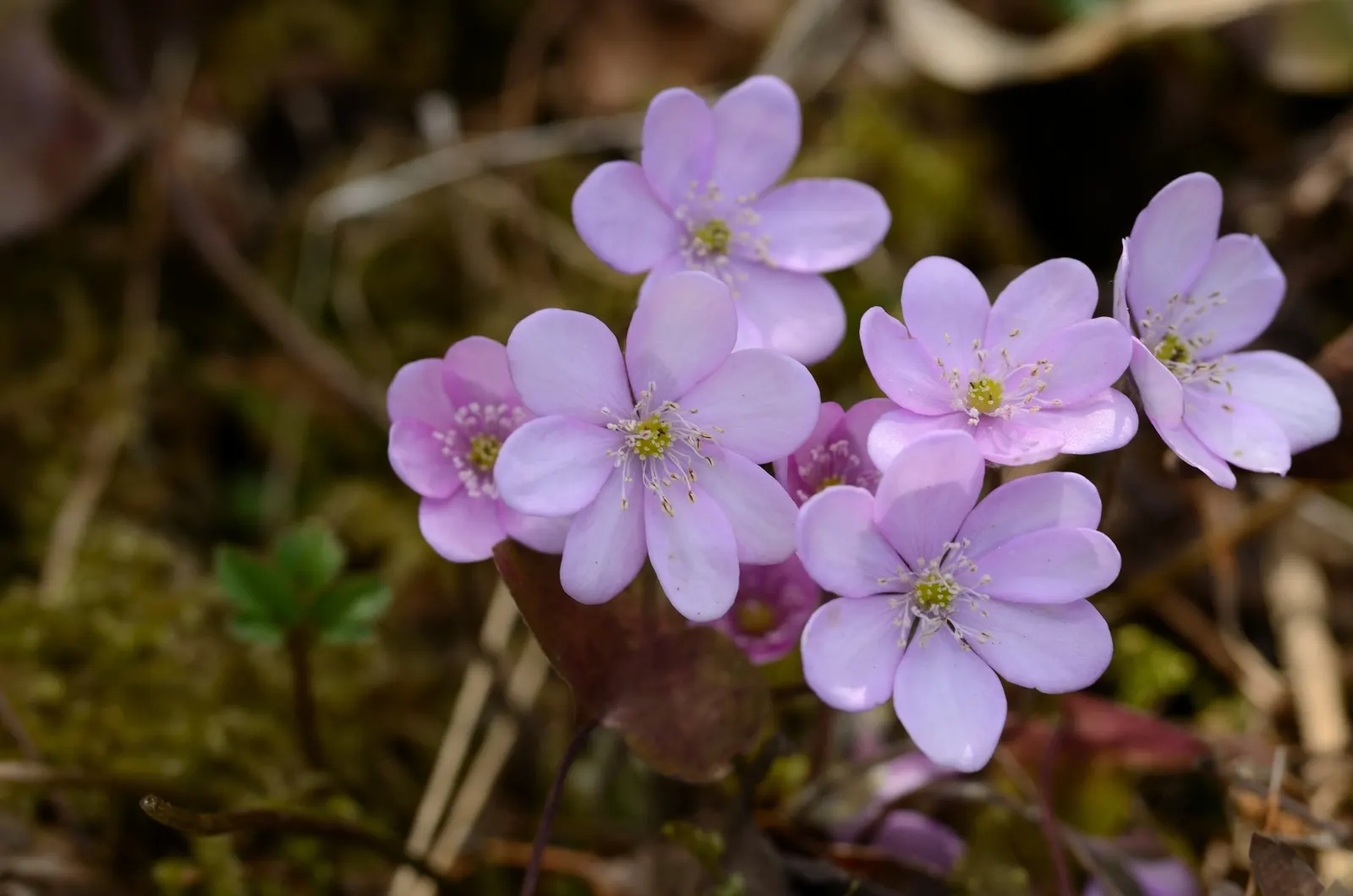 Liverleaf (Hepatica Nobilis) — Pennywort, or Hepatica nobilis, is an enchanting early-spring bloomer; thriving in partial to full shade, it demands, image 75