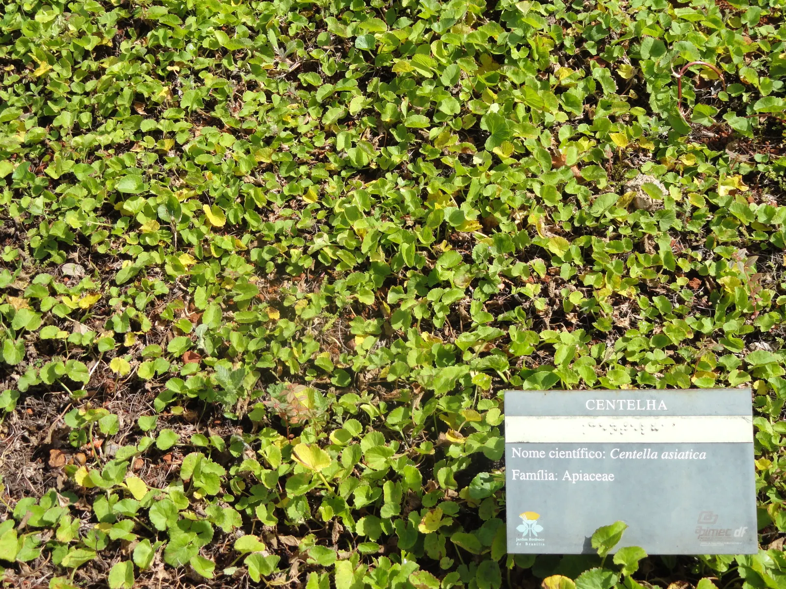 Liverleaf (Hepatica Nobilis) — which is the origin of its name; blue flowers in the garden, image 127