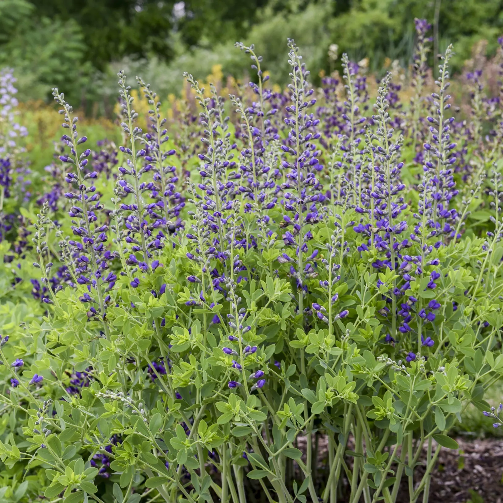 Deluxe 'Periwinkle Popsicle' False Indigo (Baptisia hybrid) — or Baptisia hybrid Deluxe 'Periwinkle Popsicle'