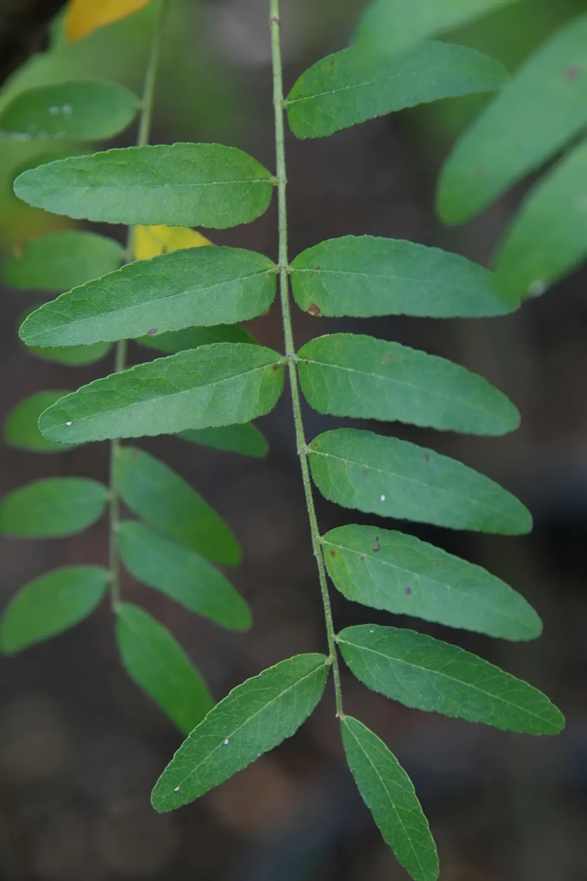 Shademaster Honey Locust (Gleditsia Triacanthos 'Shademaster') — The Shademaster Honey Locust (Gleditsia triacanthos 'Shademaster') is a deciduous tree