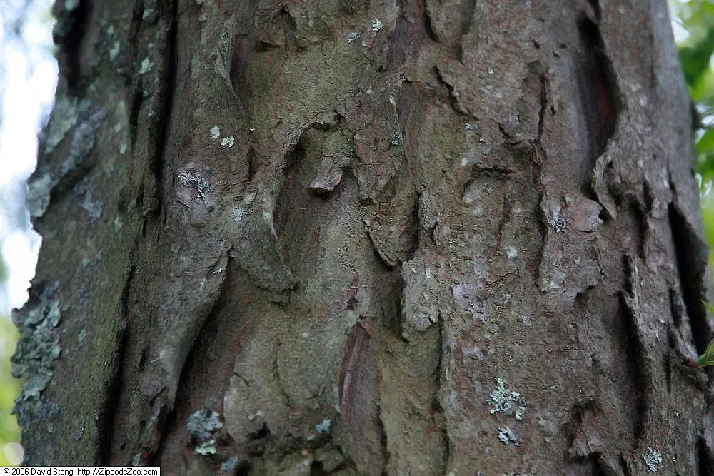 Shademaster Honey Locust (Gleditsia Triacanthos 'Shademaster') — it tolerates urban conditions and various soil types