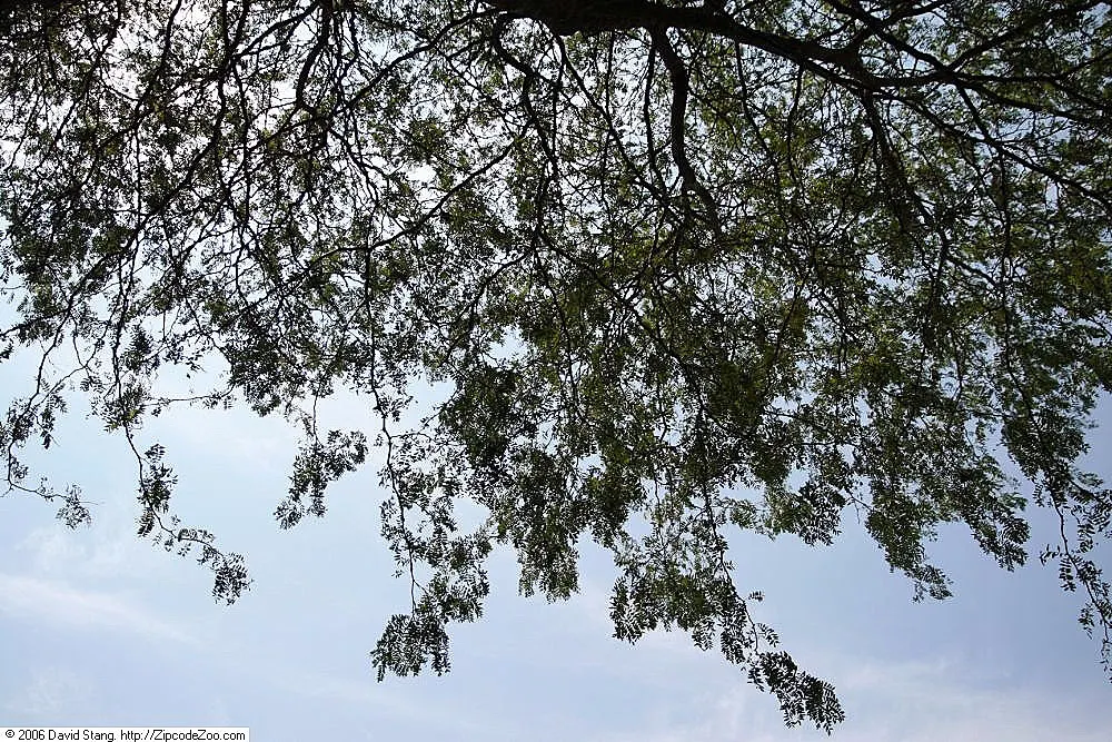 Shademaster Honey Locust (Gleditsia Triacanthos 'Shademaster') — making it an excellent choice for diverse landscapes
