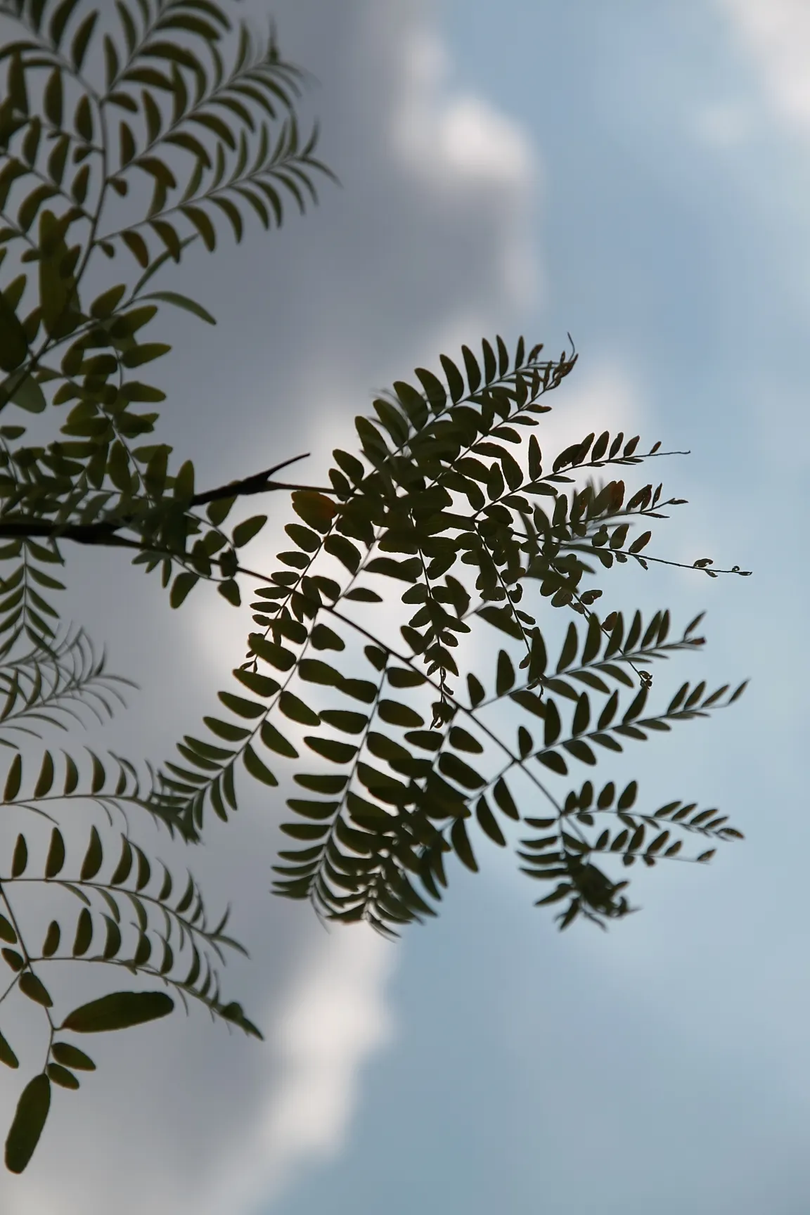 Shademaster Honey Locust (Gleditsia Triacanthos 'Shademaster') — Its fine, fern-like foliage turns yellow in fall, and it is notably thornless and podless
