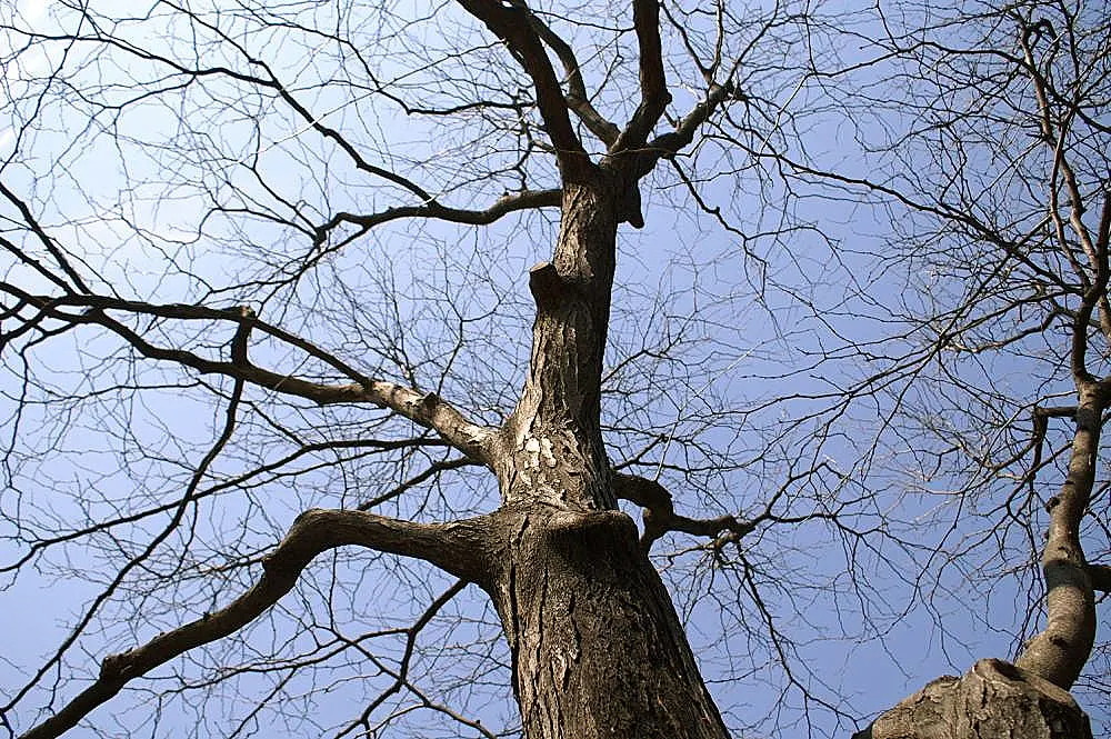 Shademaster Honey Locust (Gleditsia Triacanthos 'Shademaster') — This cultivar reaches approximately 45 feet in height with a 35-foot spread