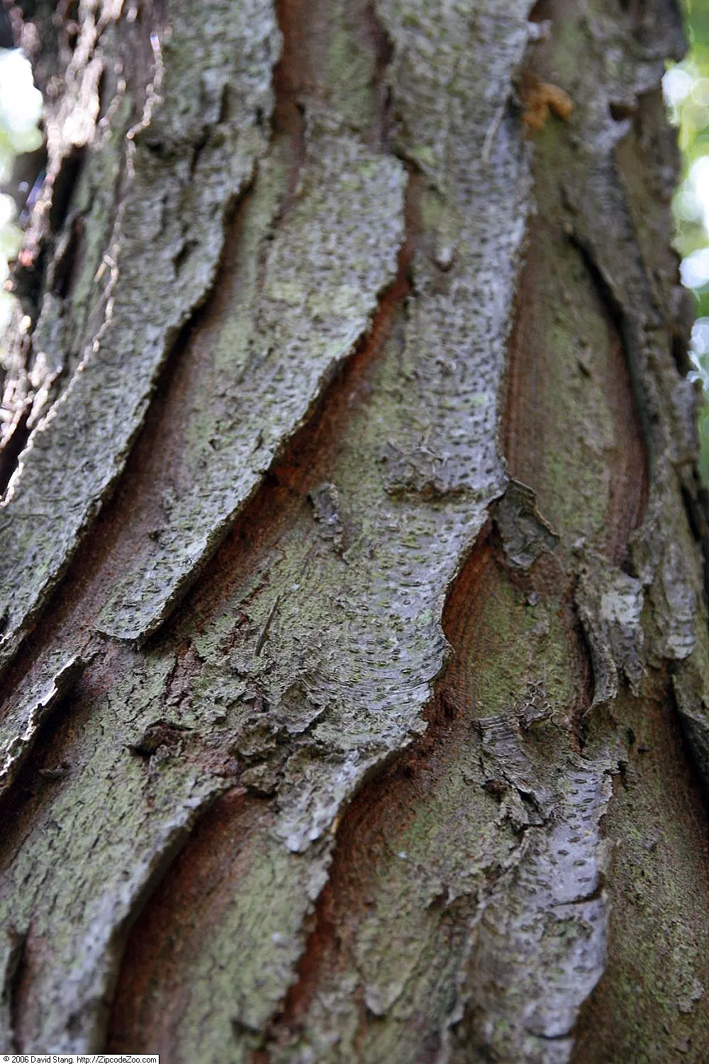 Shademaster Honey Locust (Gleditsia Triacanthos 'Shademaster') — The Shademaster Honey Locust (Gleditsia triacanthos 'Shademaster') is a highly-valued