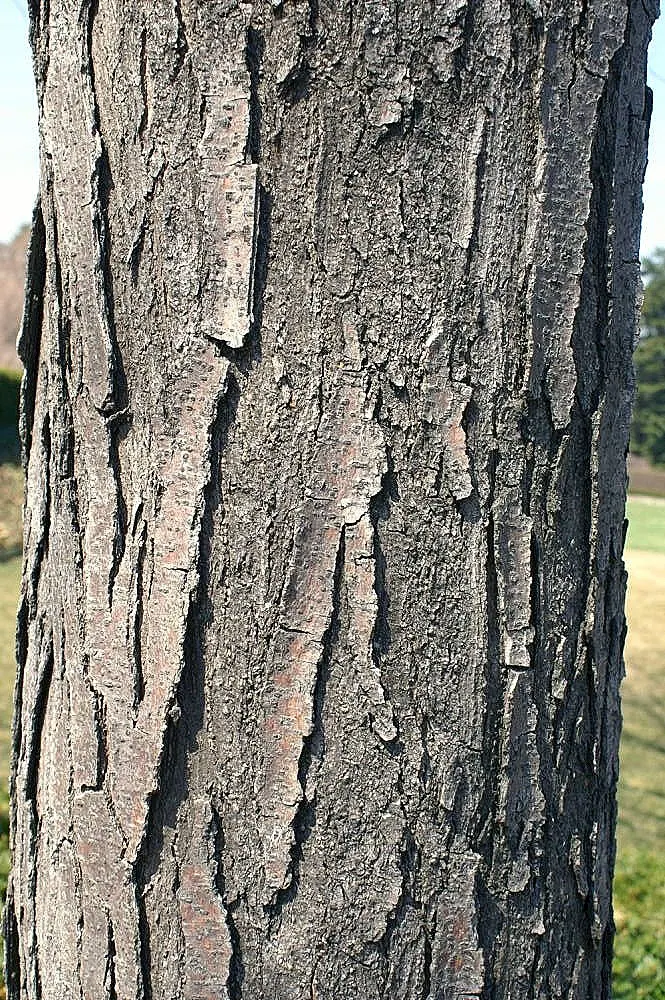 Shademaster Honey Locust (Gleditsia Triacanthos 'Shademaster') — open canopy that provides dappled shade